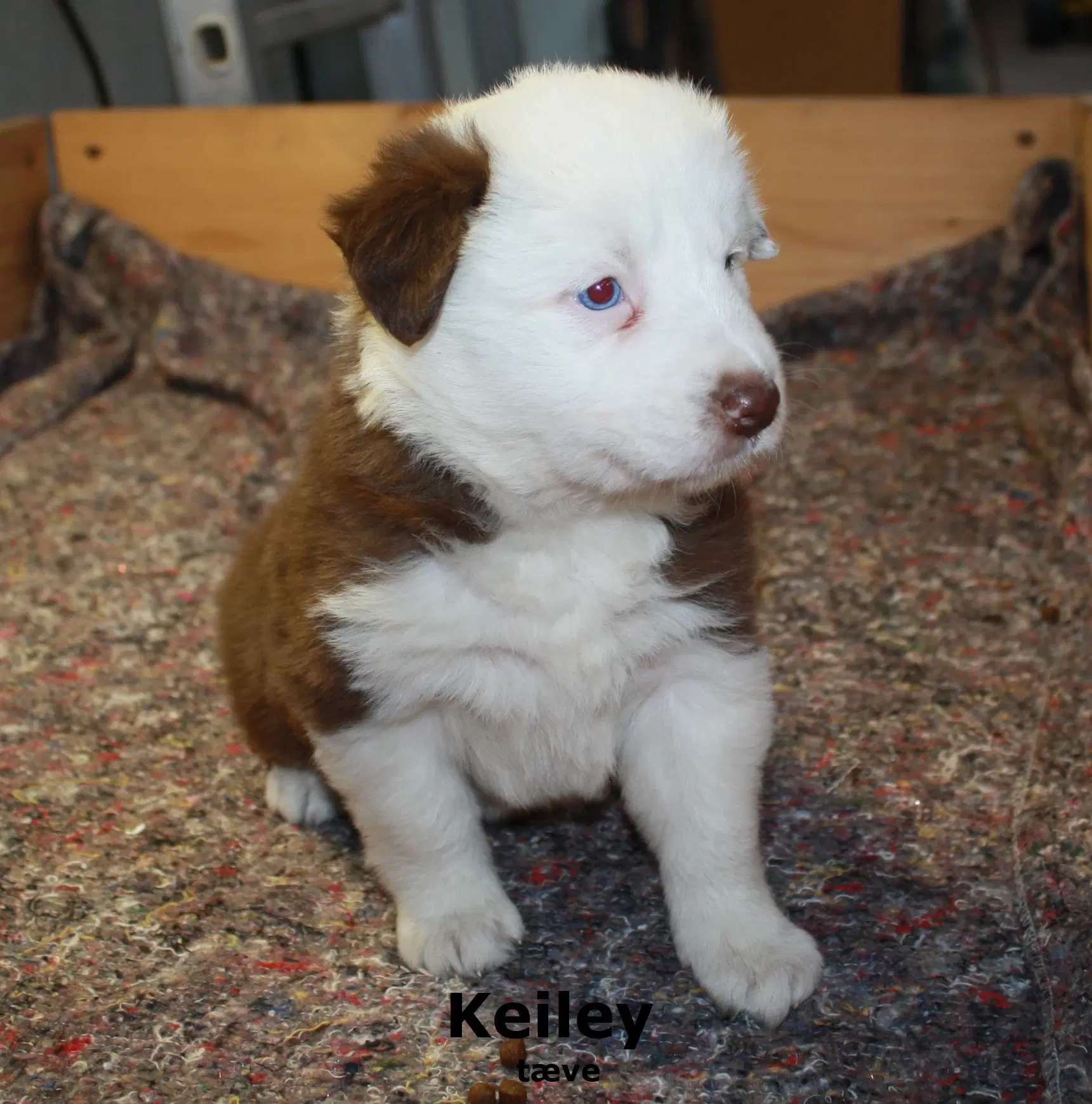 Border Collie hvalpe sælges