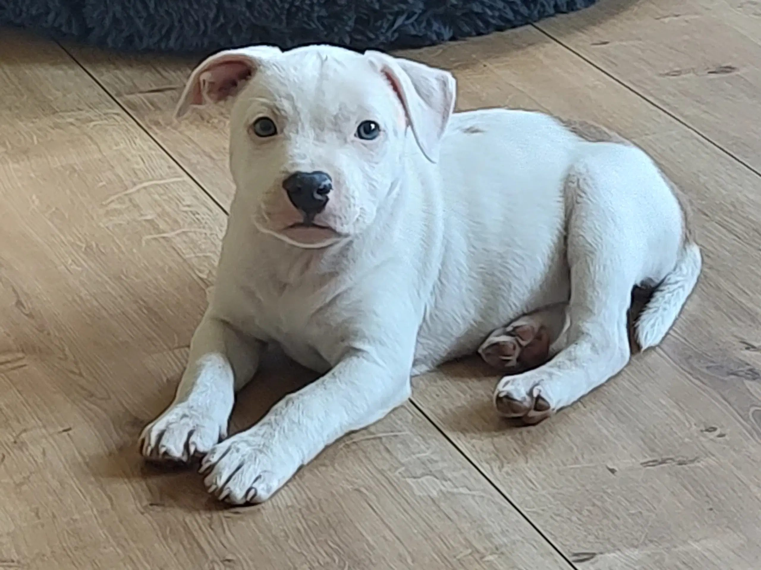 Staffordshire Bull Terrier tæve