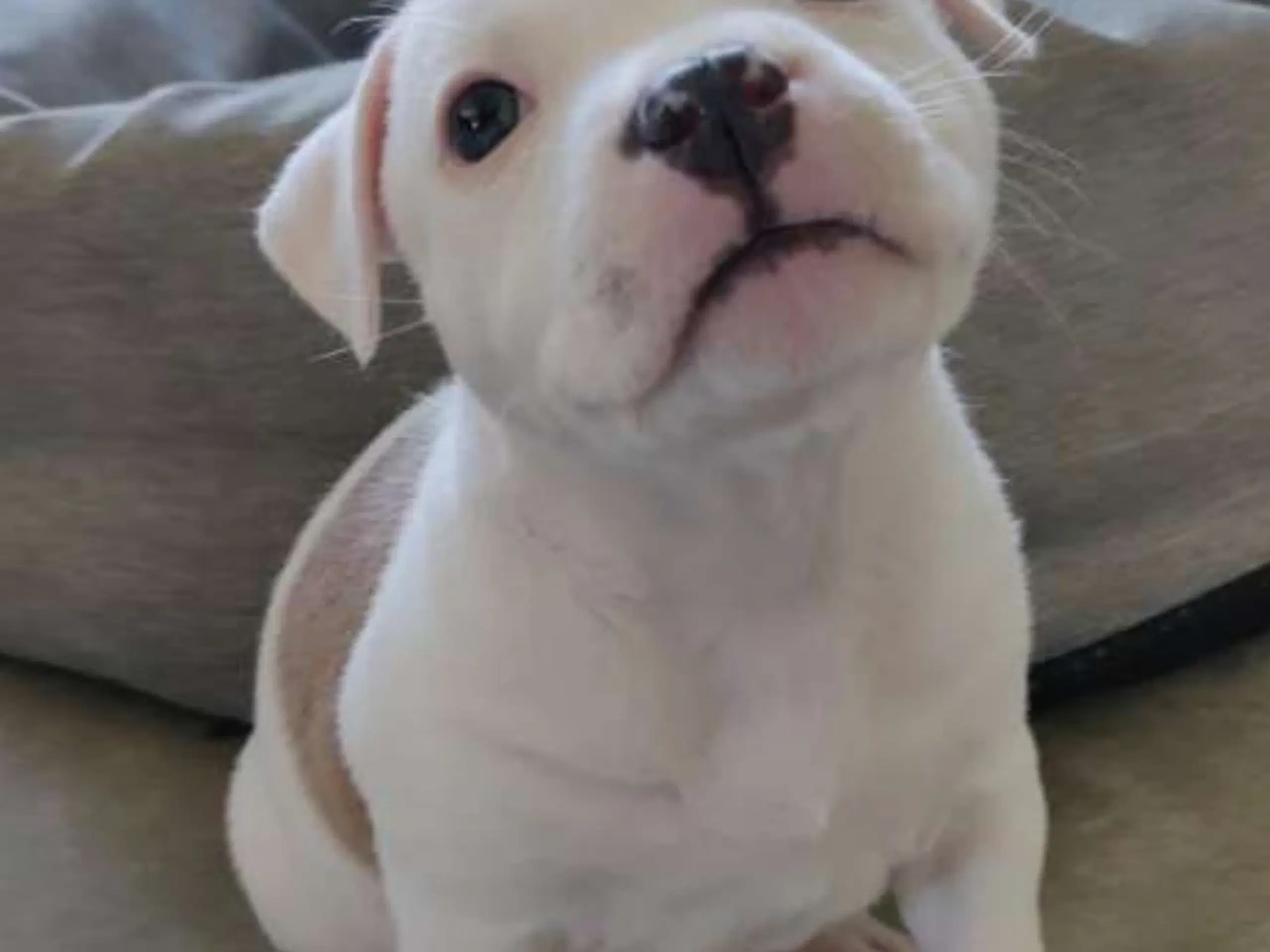 Staffordshire Bull Terrier tæve