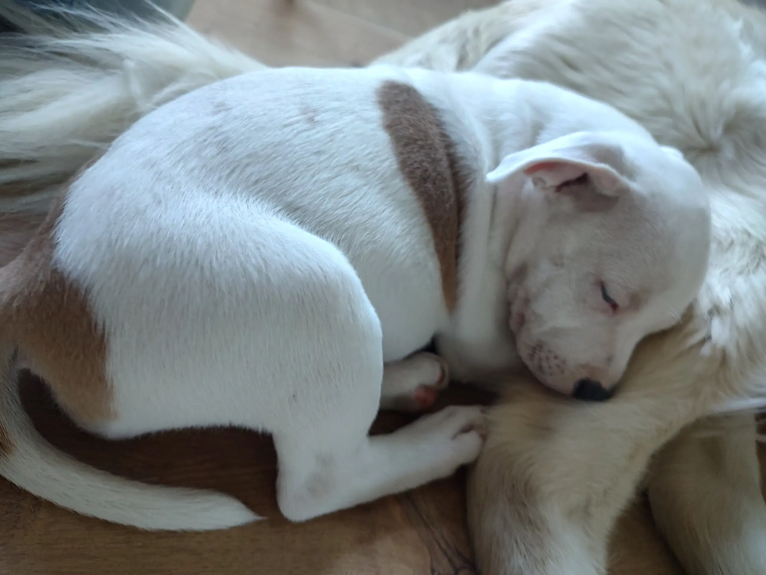 Staffordshire Bull Terrier tæve