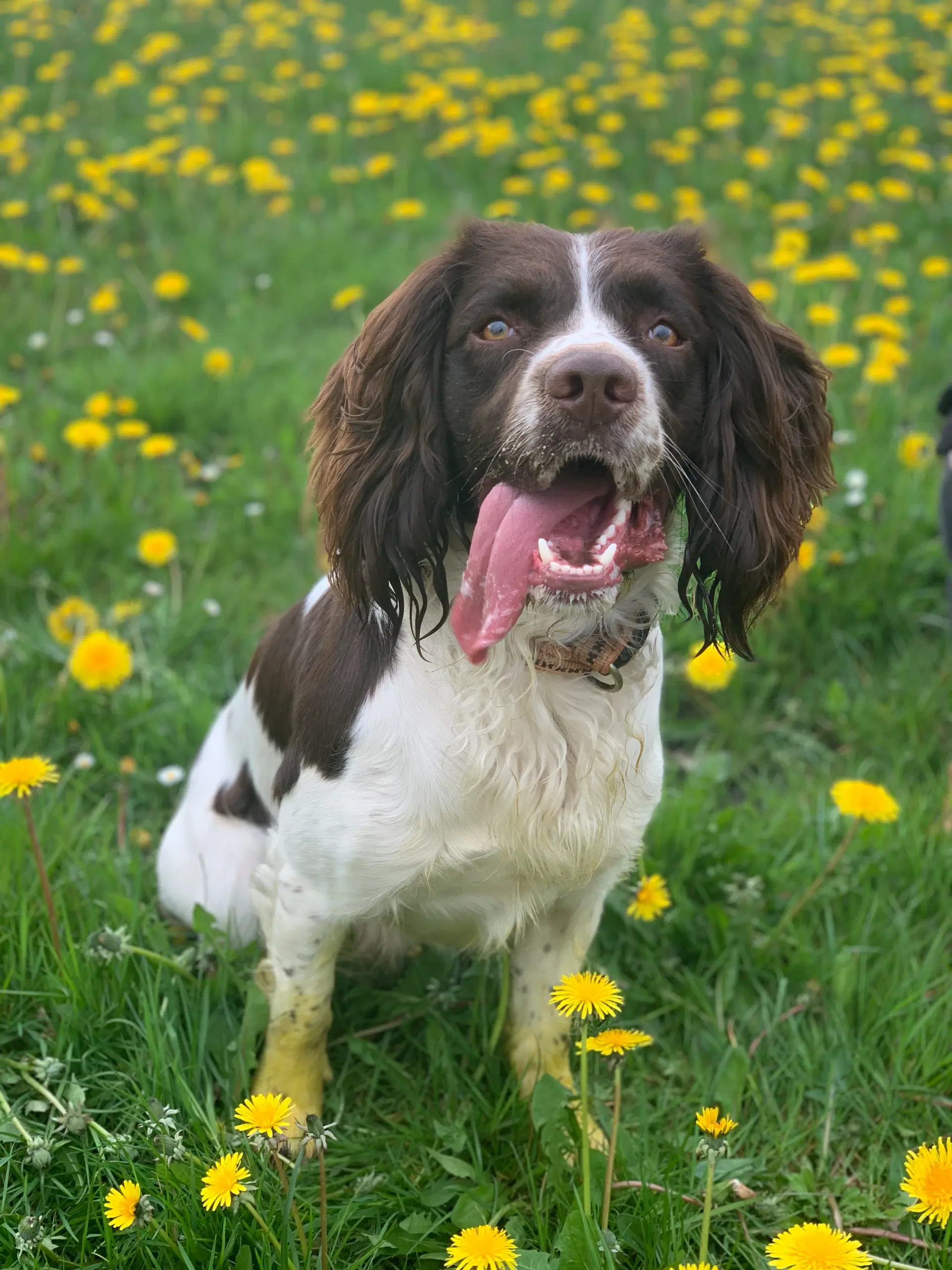 Ft springer spaniel parring