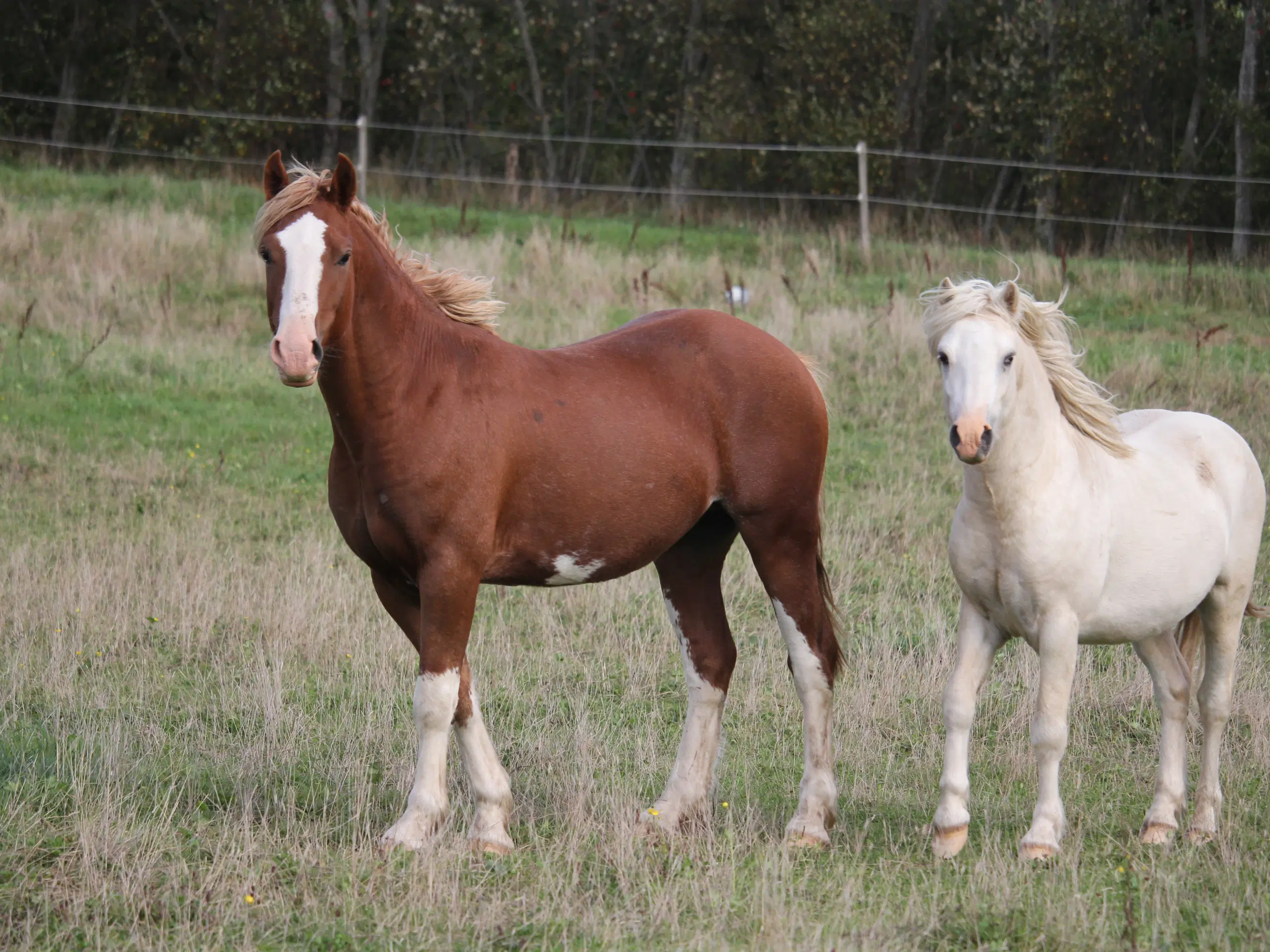 Welsh sec C hingst 2år (Kat 2)