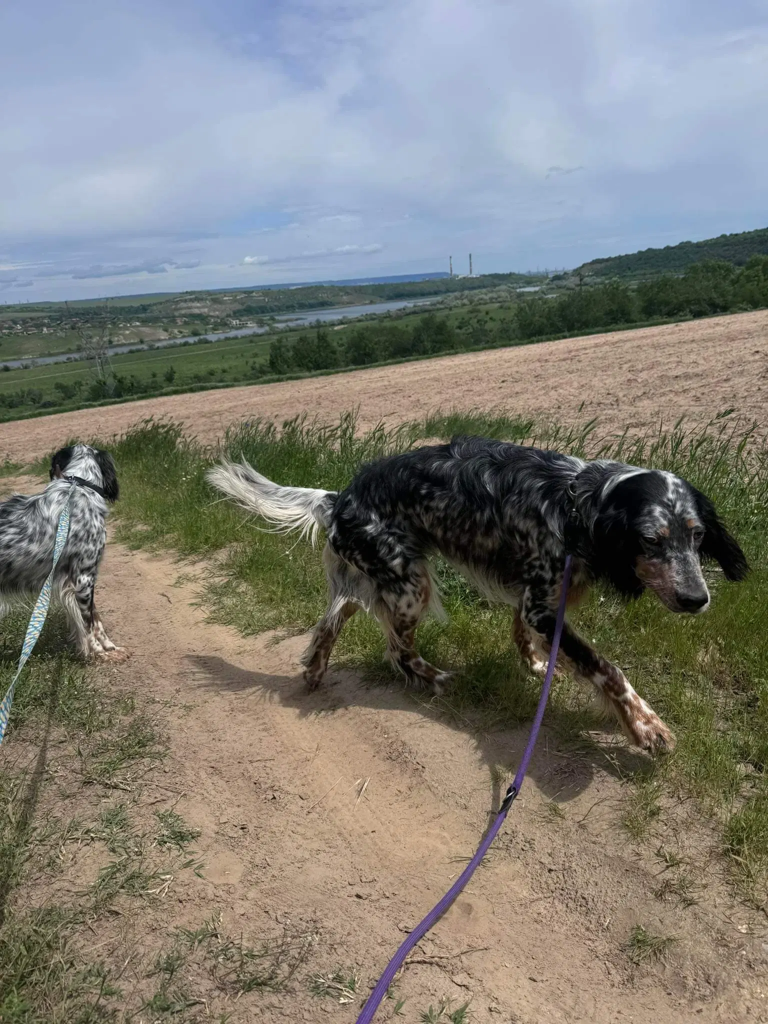 Viggo leder efter en familie 🩵