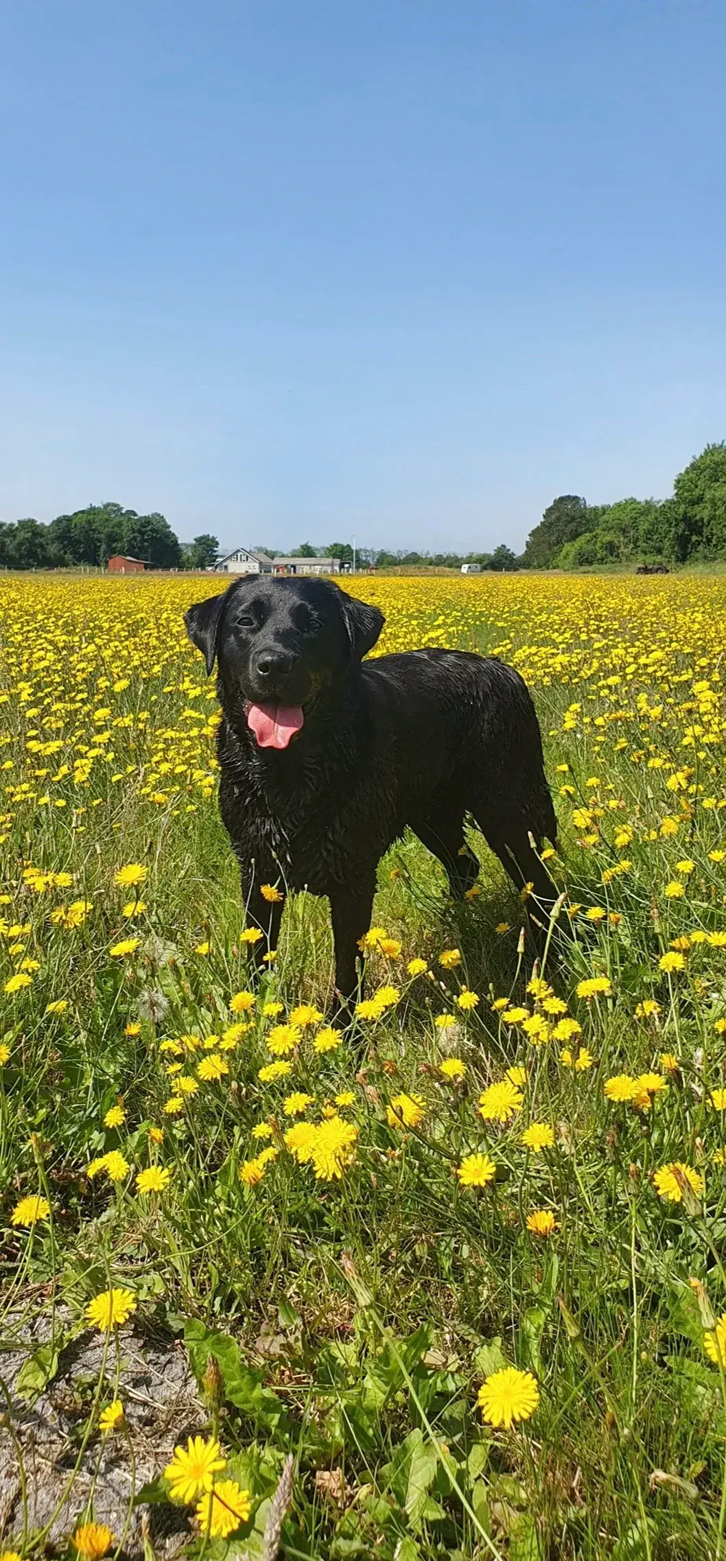 Gammeldags Labrador hvalpe til salg🐾