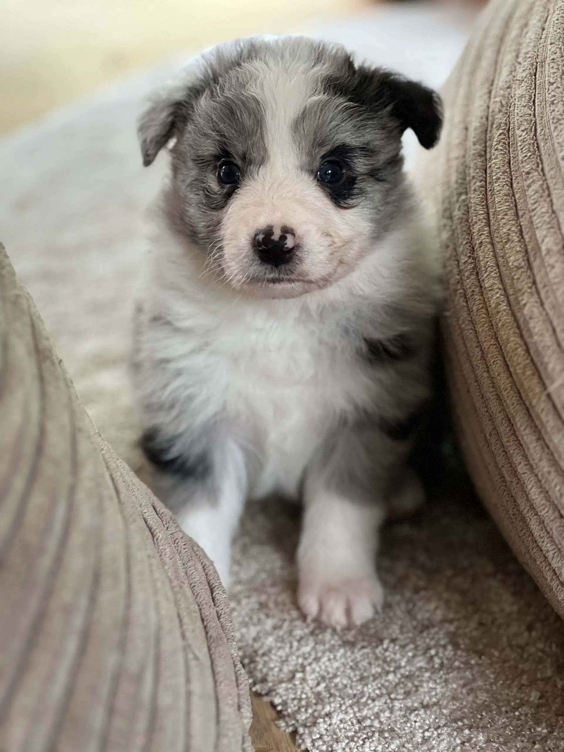 Border collie hvalpe velegnet som familiehund