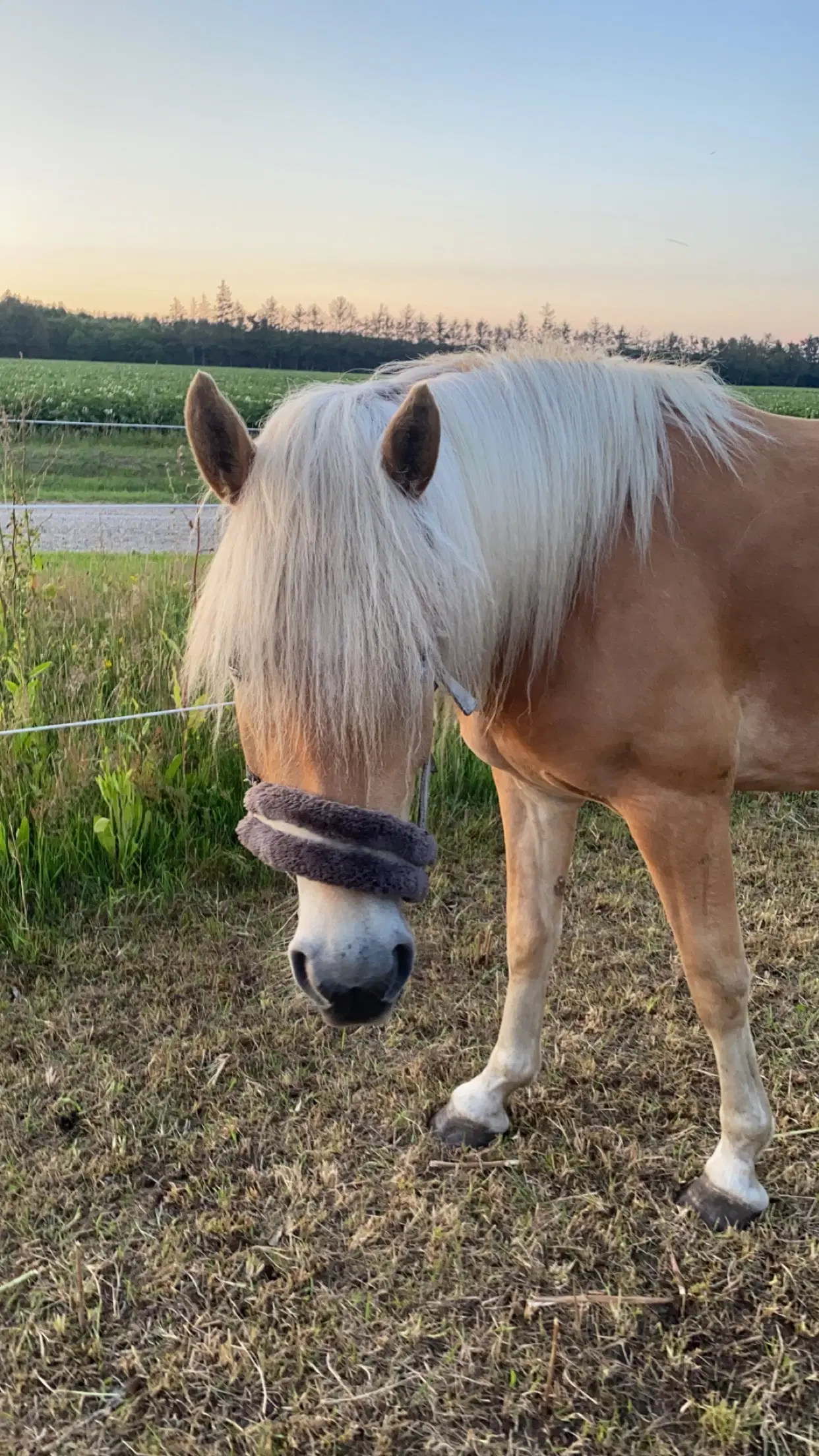 Haflinger Vallak