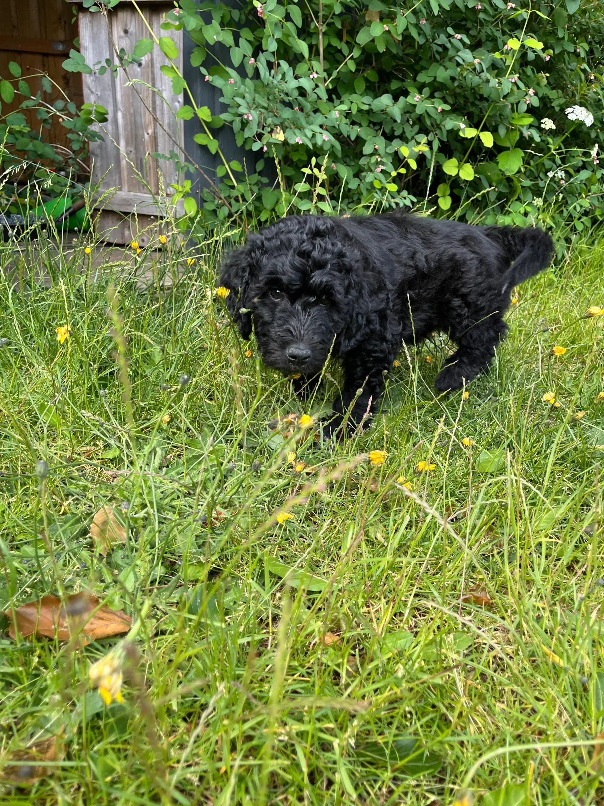 Labradoodle hvalp