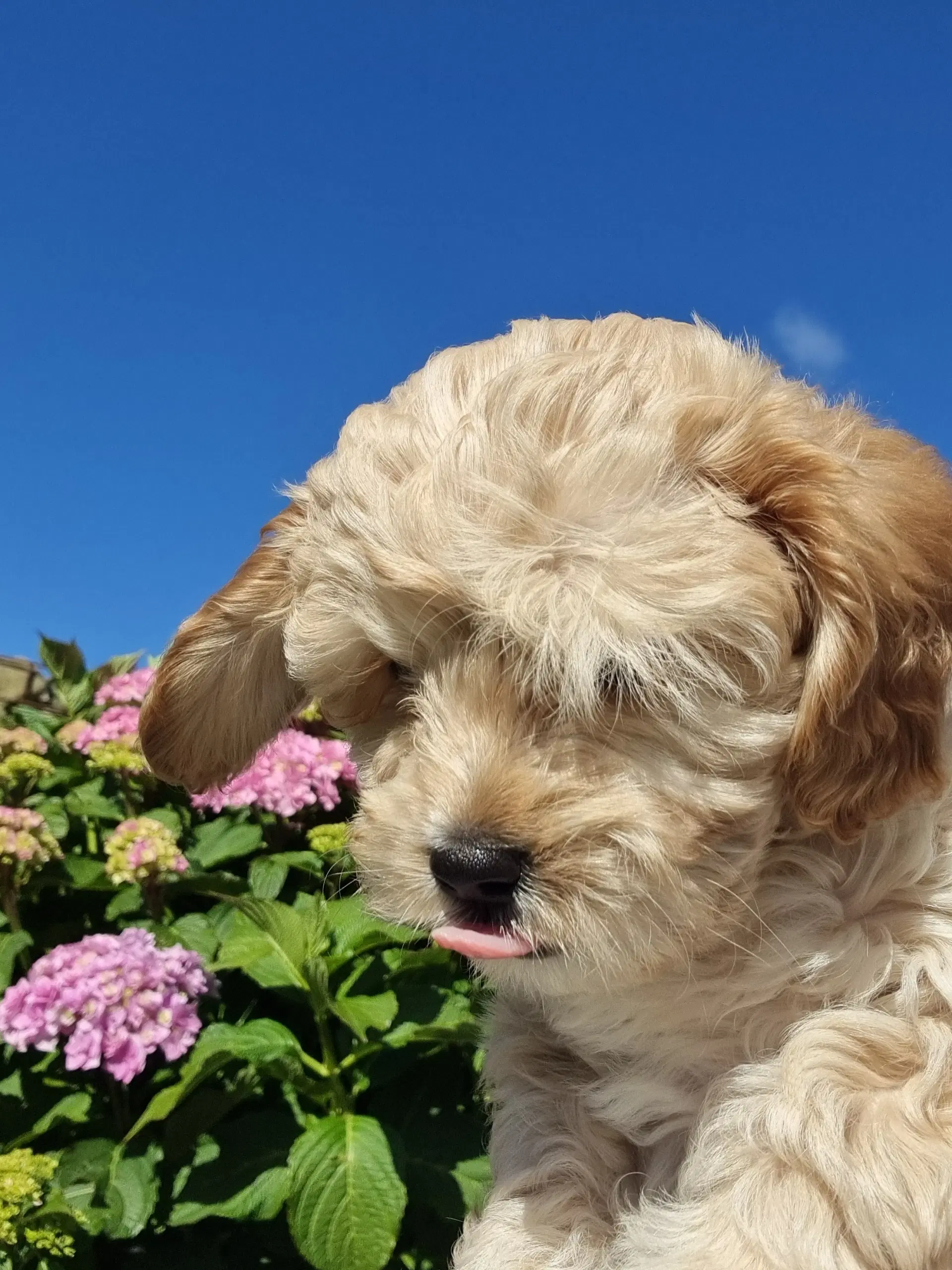 Cavapoo hvalp