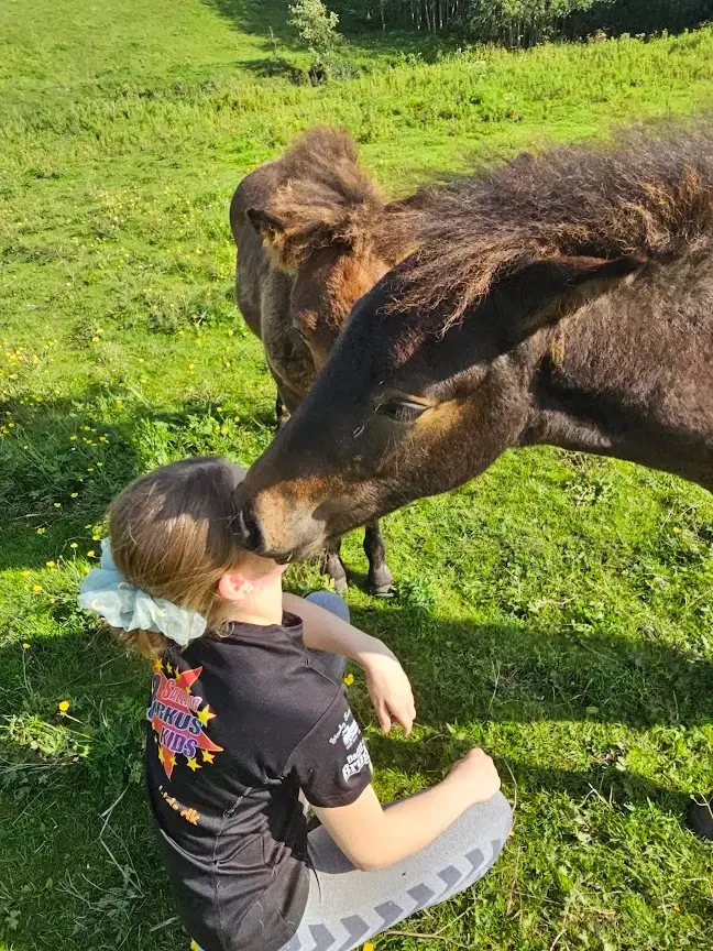 Avl - Stævne eller Luksus ridehest <3