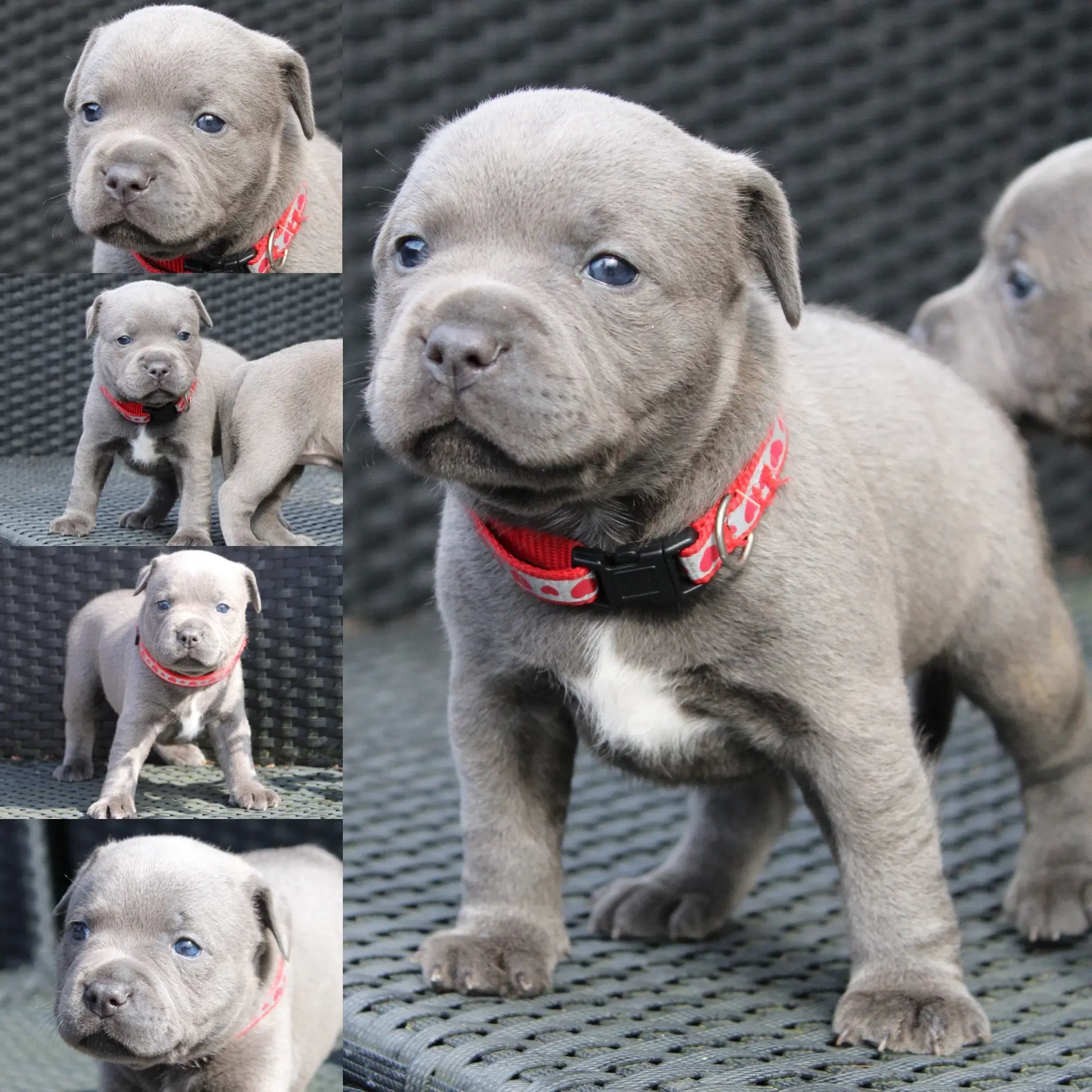 Staffordshire bull terrier