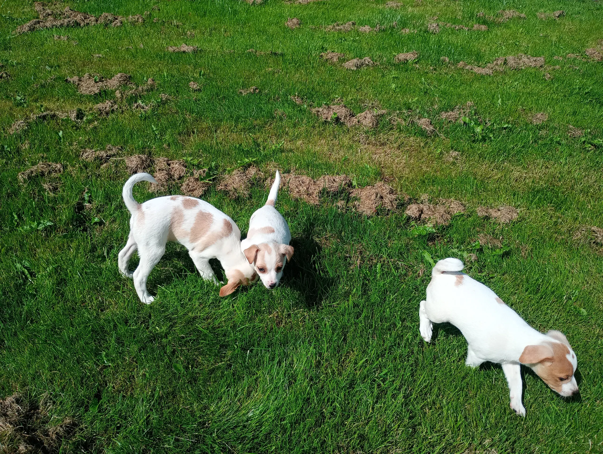 Dansk Svensk gårdhund