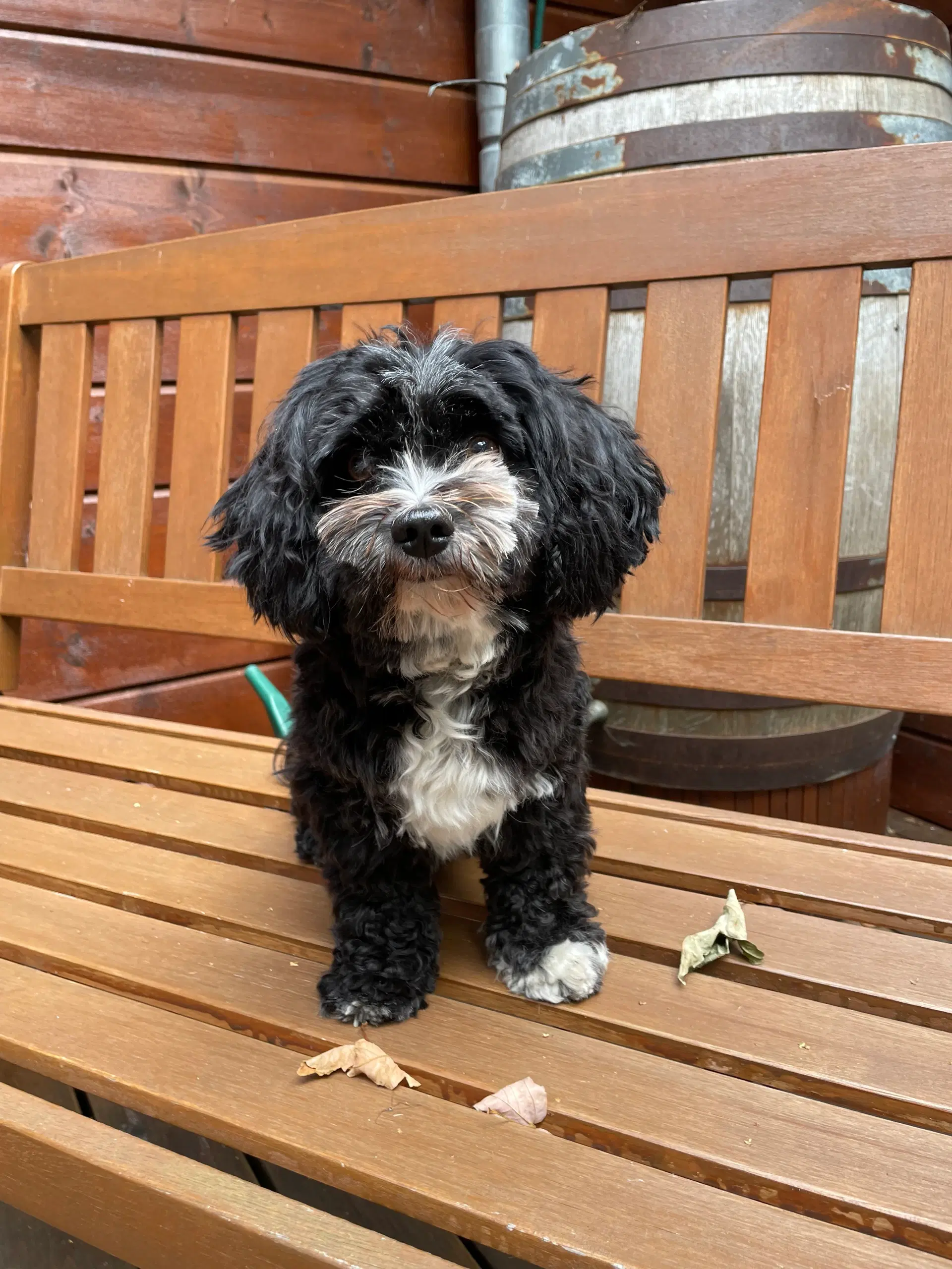 Bichon Havanais/ Malteser tilbydes til parring