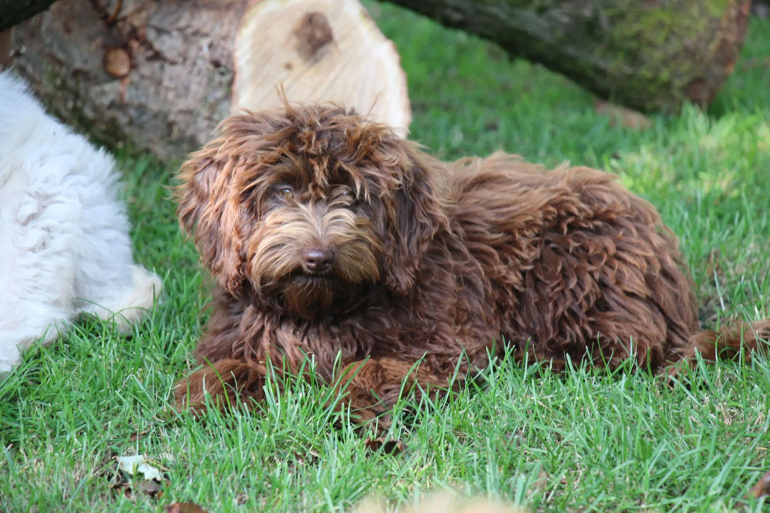 Goldendoodle Doodledoodle Cavapoo