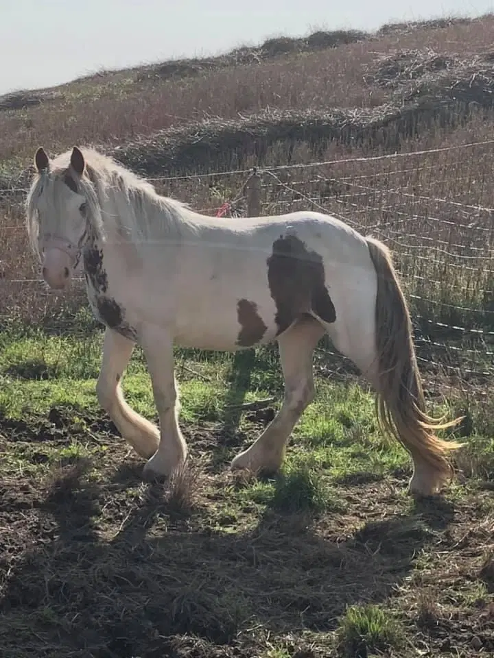 Helt unik Irish cob