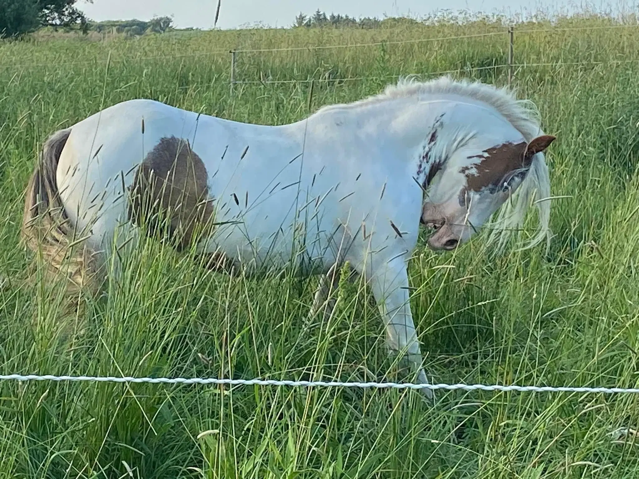 Helt unik Irish cob