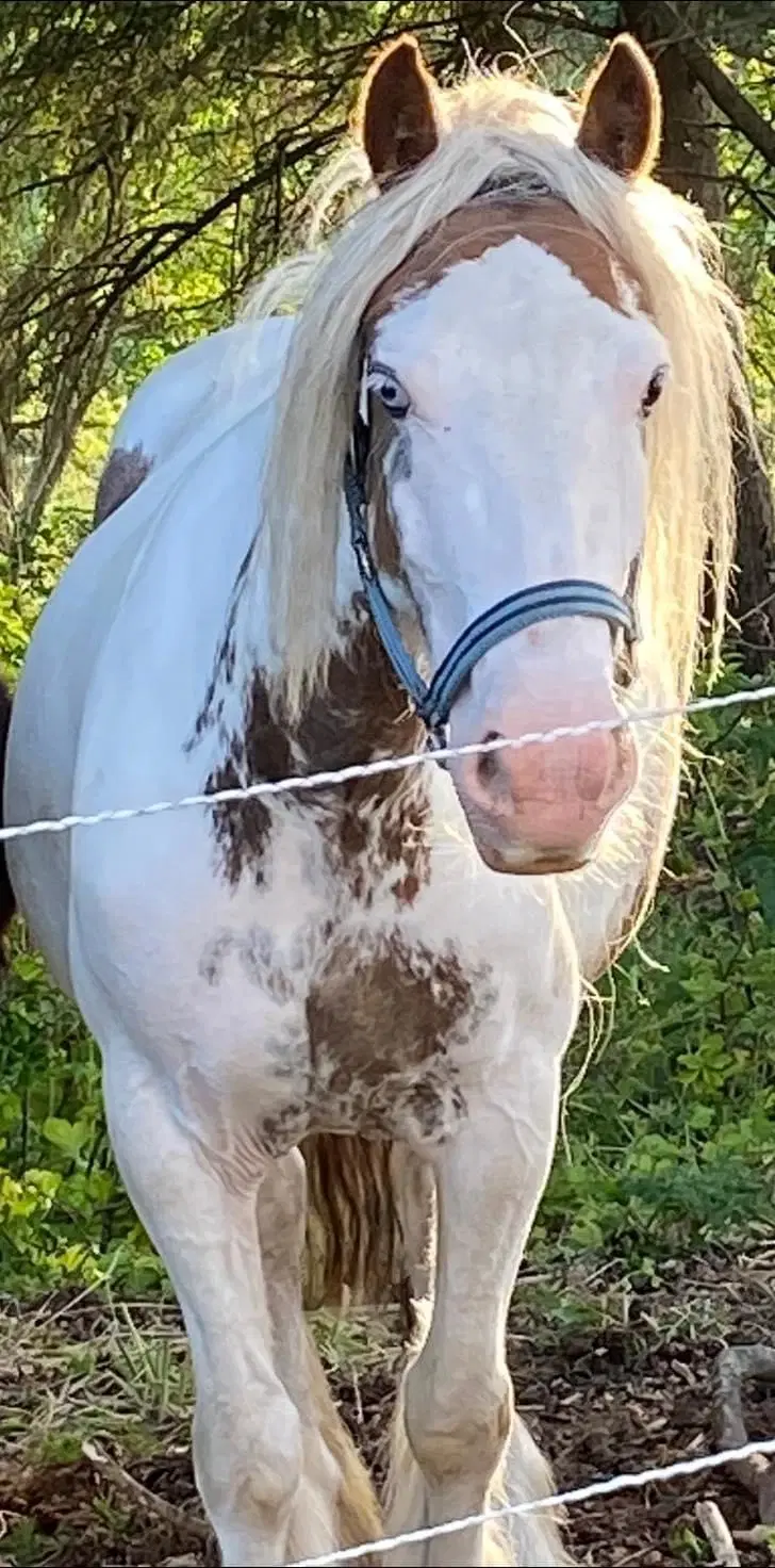 Helt unik Irish cob