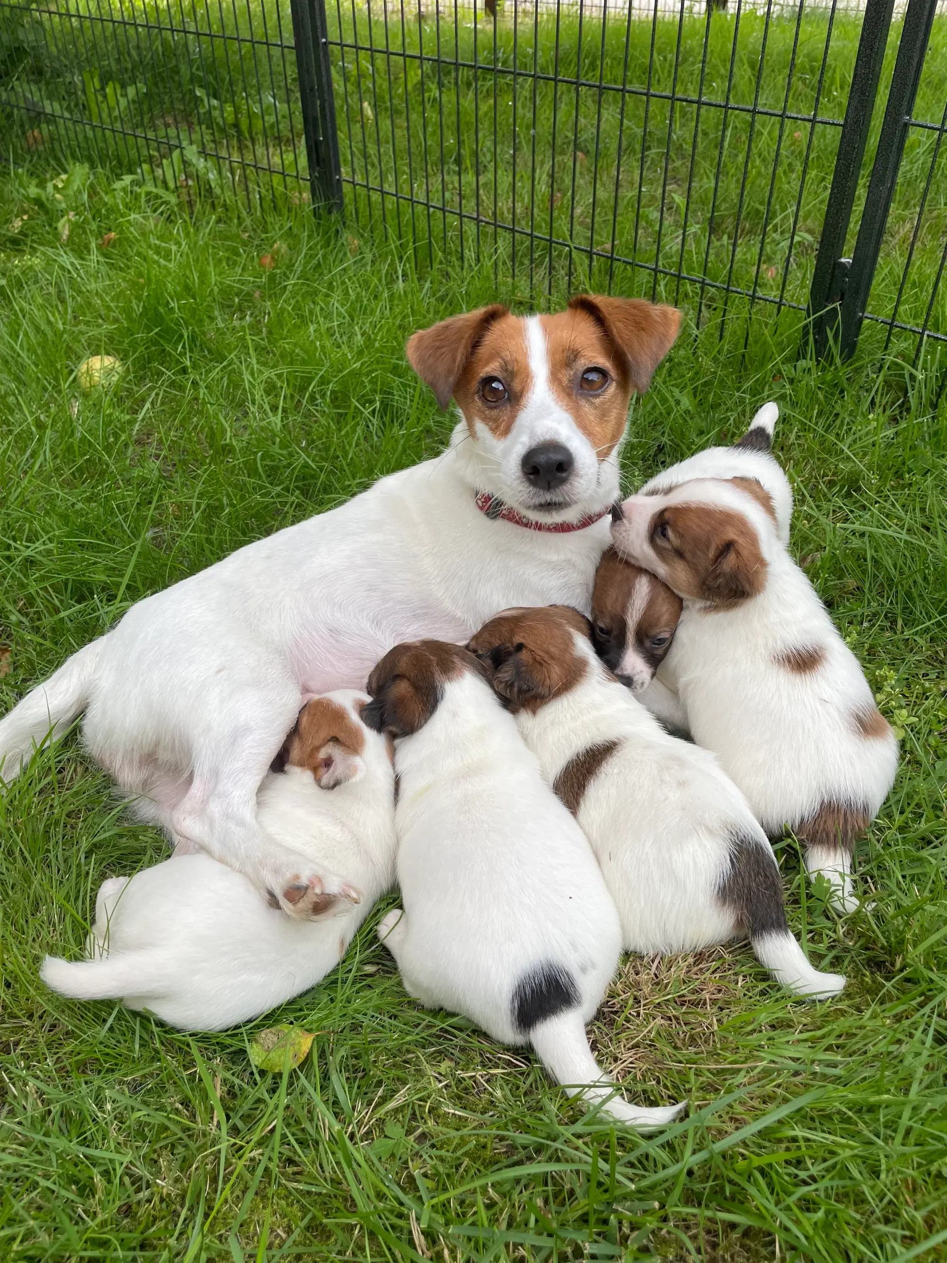 Jack Russell hvalpe - Stueopdræt - DKK stamtavle