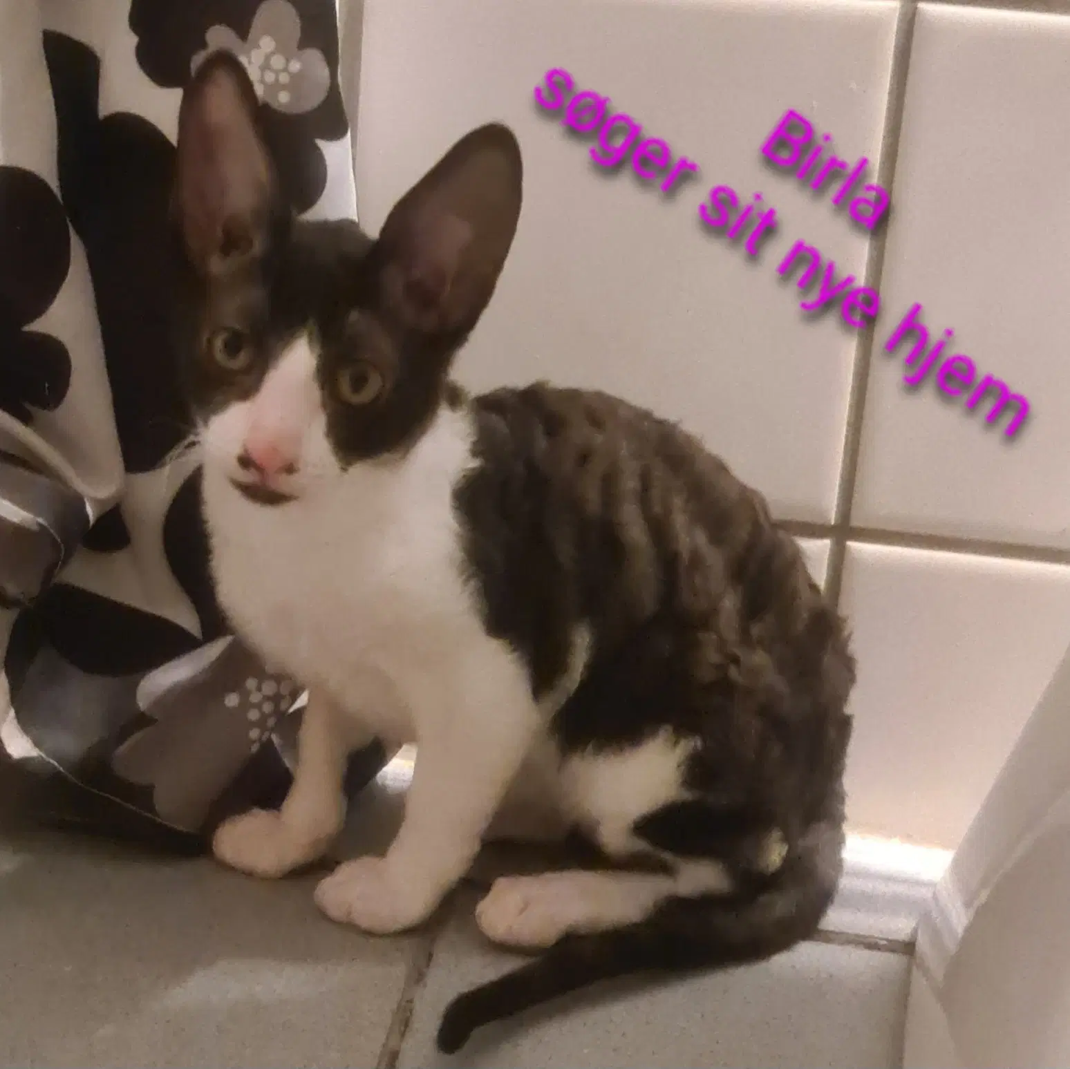 Cornish Rex killinger søger gode hjem