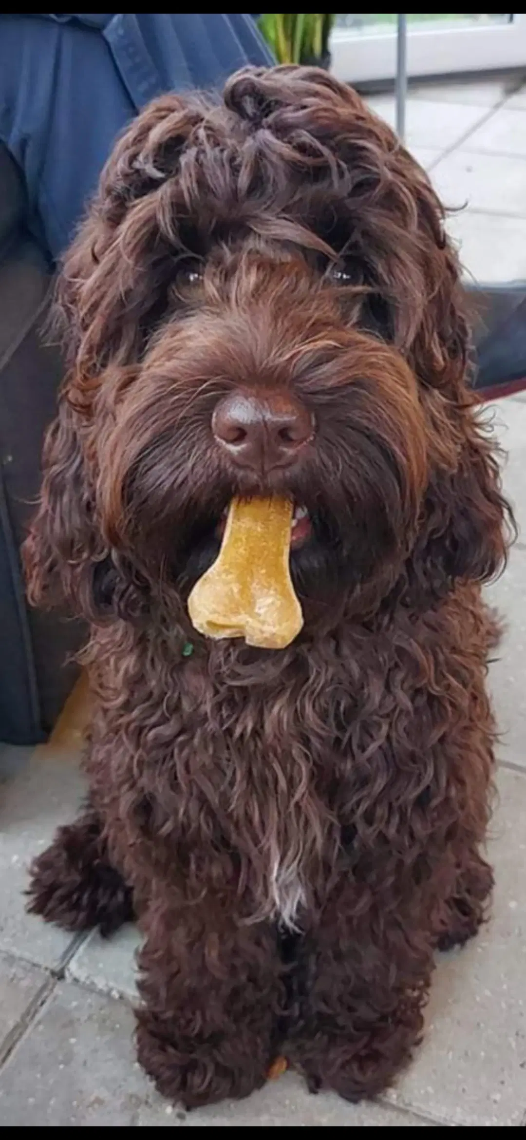 Cockapoo parring tilbydes