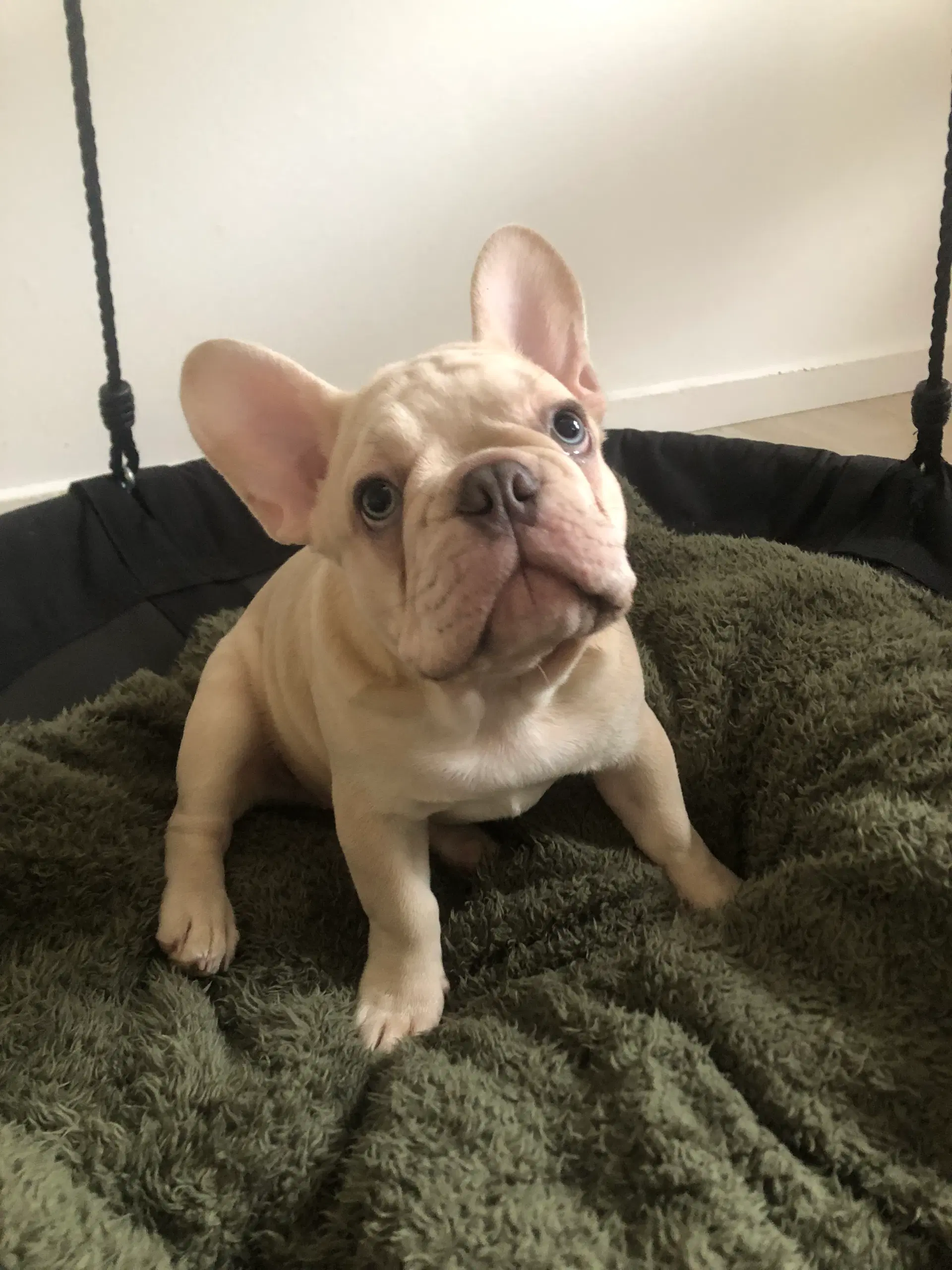 Fransk Bulldog hvalp