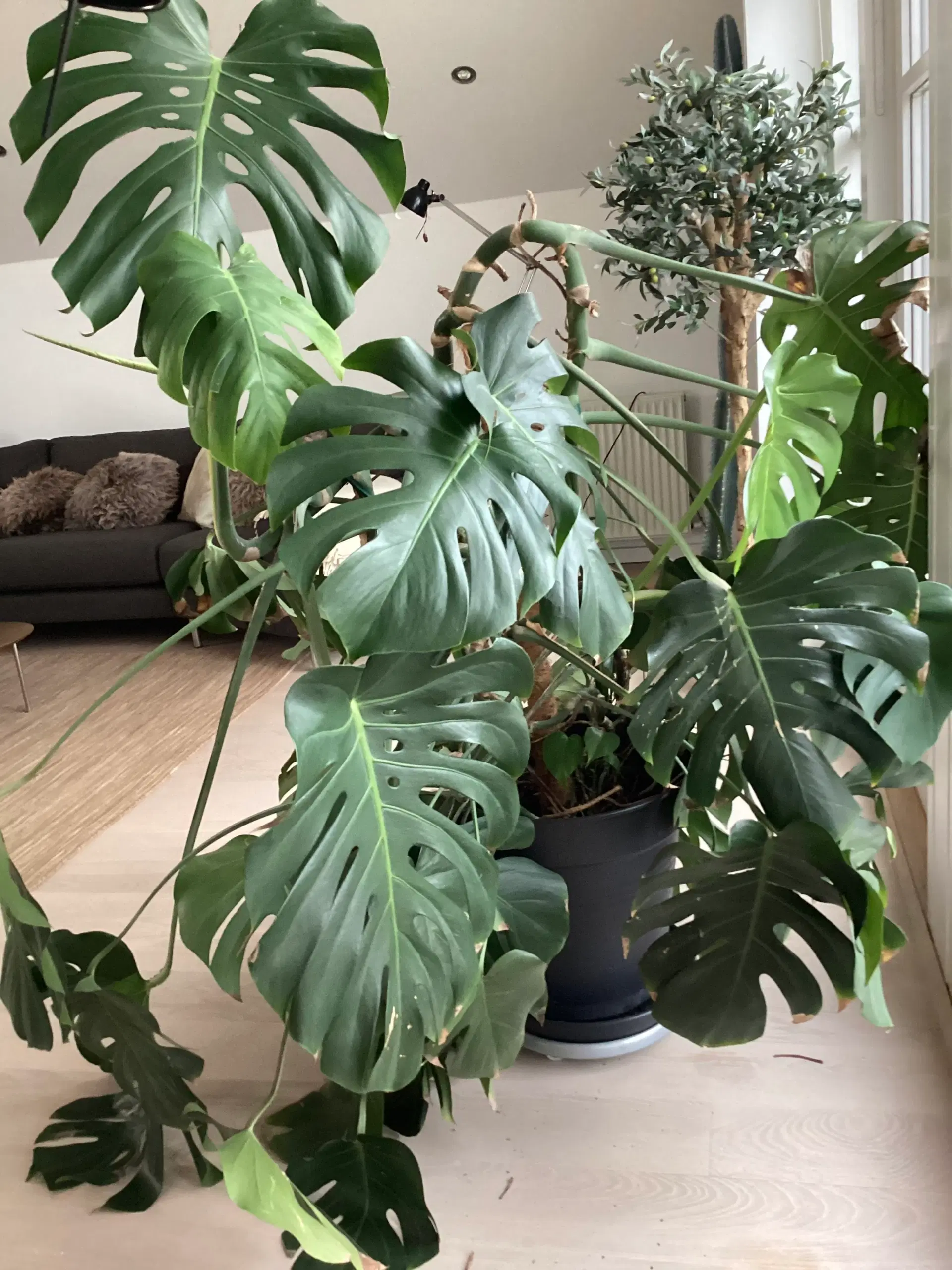 Monstera 150 cm