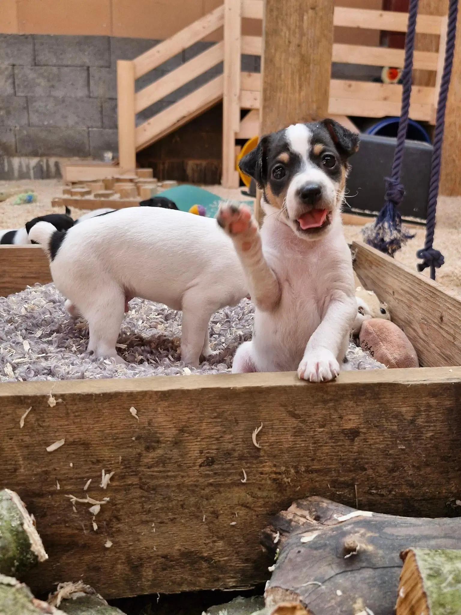 Salgsklare Dansk/svensk gårdhund hvalpe hanner