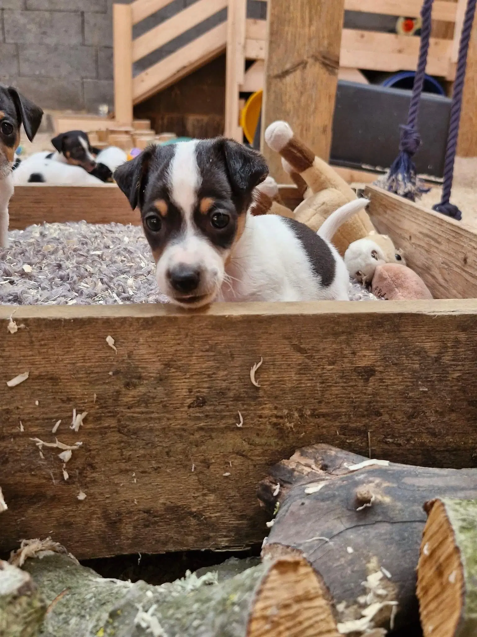 Salgsklare Dansk/svensk gårdhund hvalpe hanner