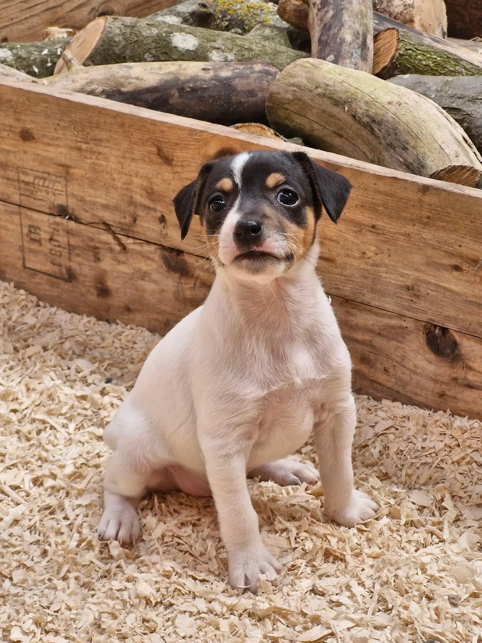 Salgsklare Dansk/svensk gårdhund hvalpe hanner