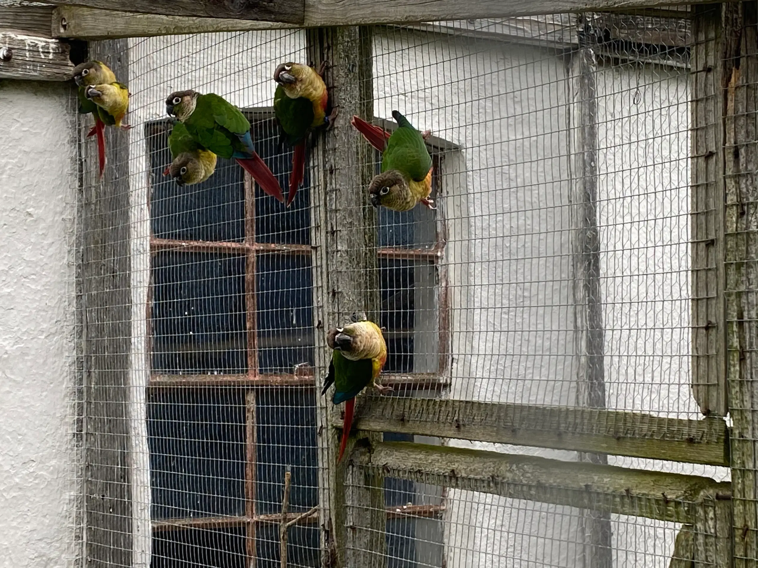 1 par Gulsidet Conure med DNA-certifikat