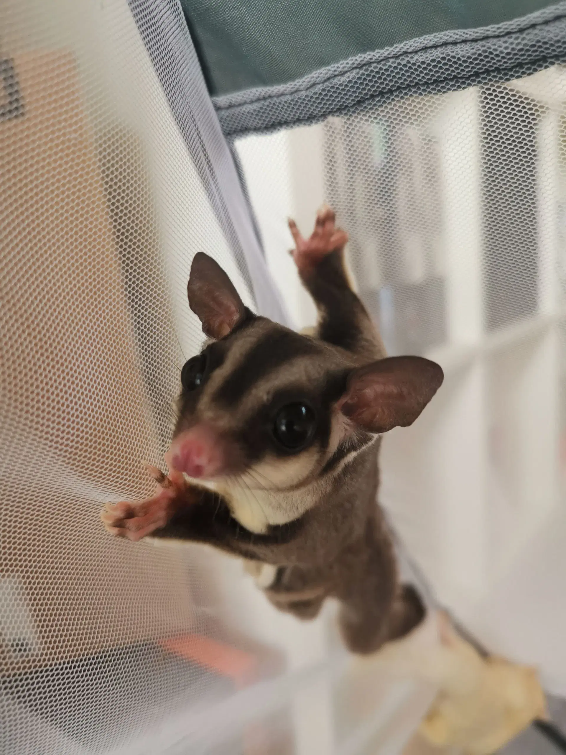 Sugarglider