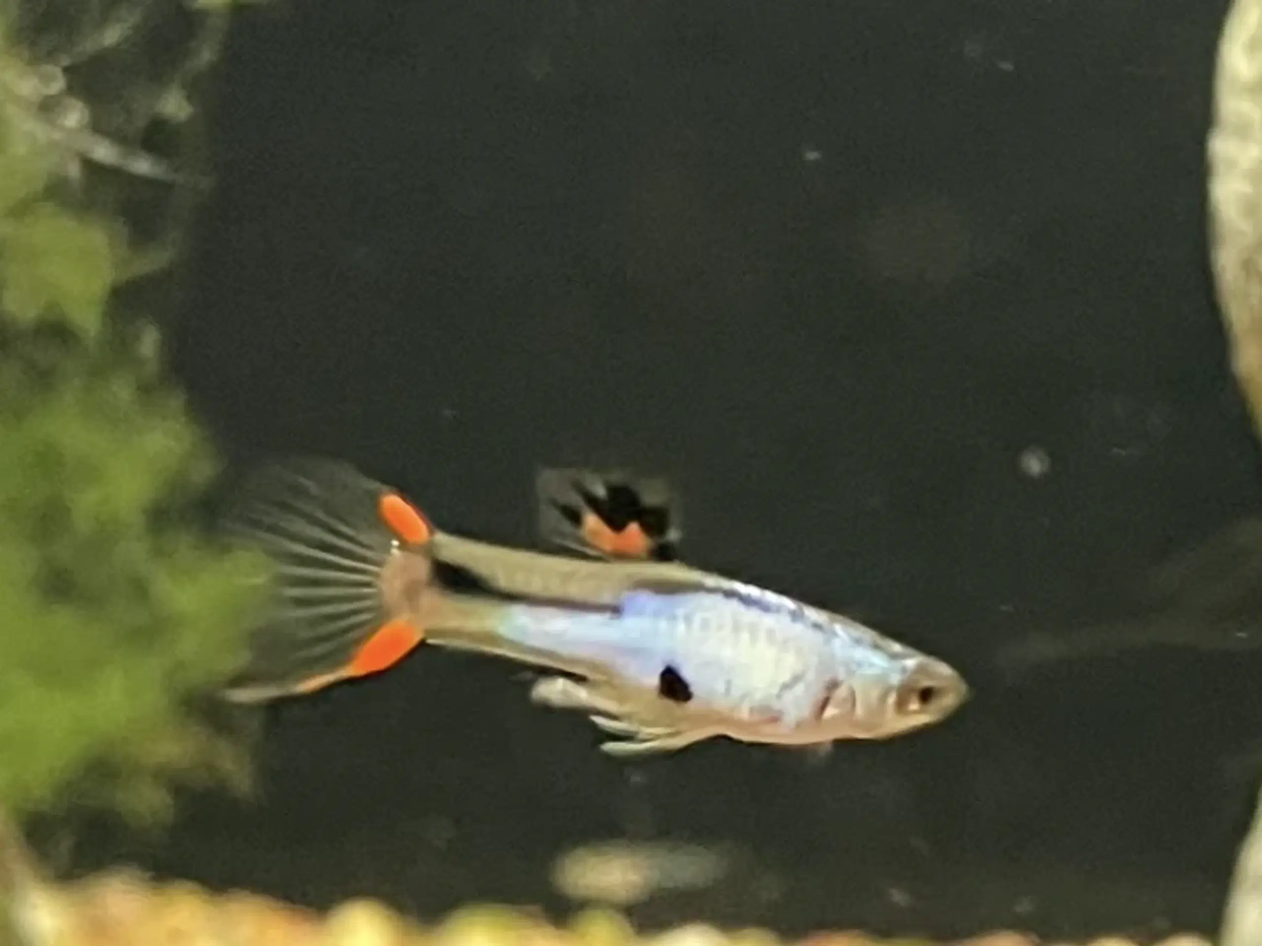 Endler guppy