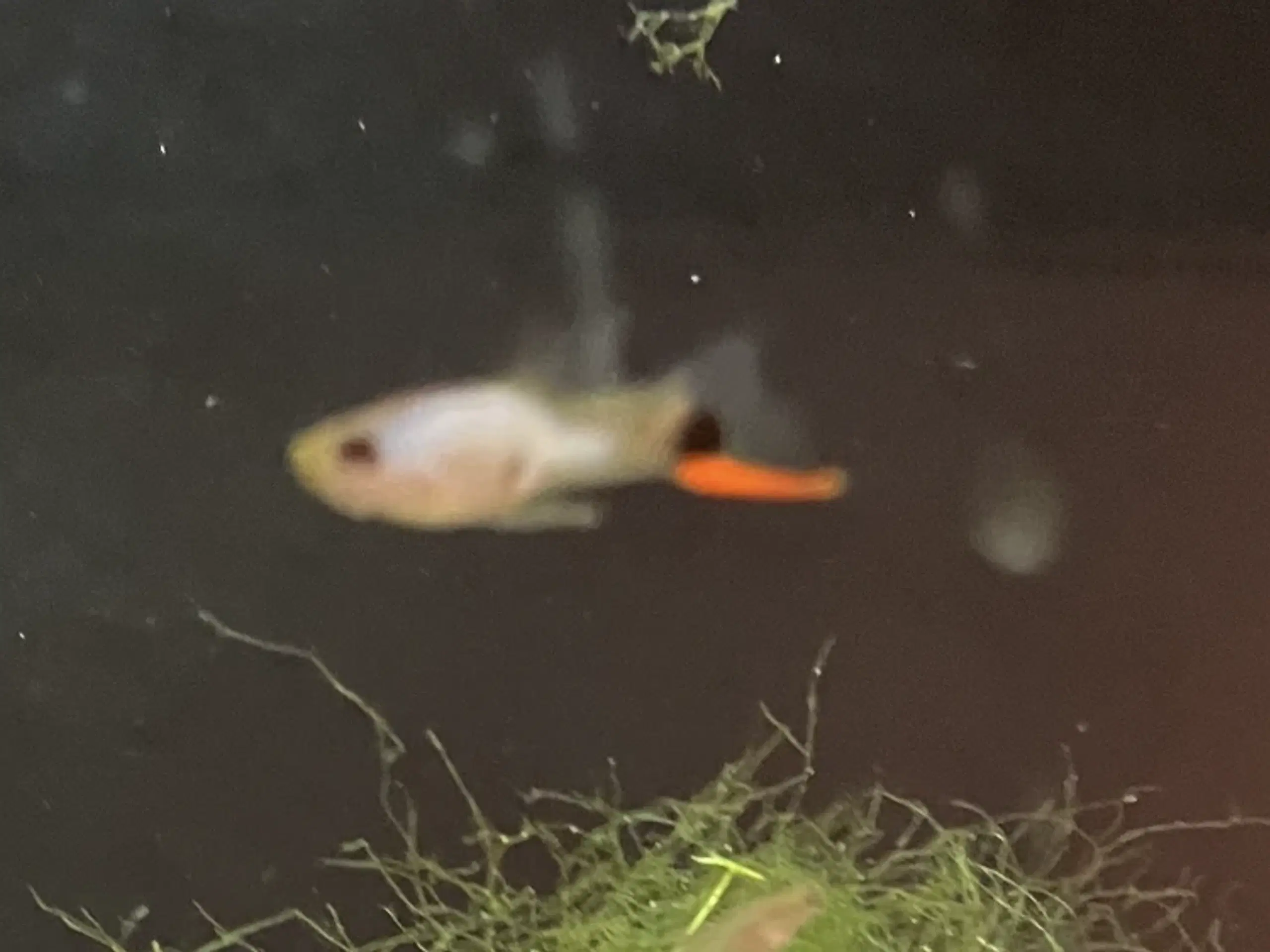 Endler guppy