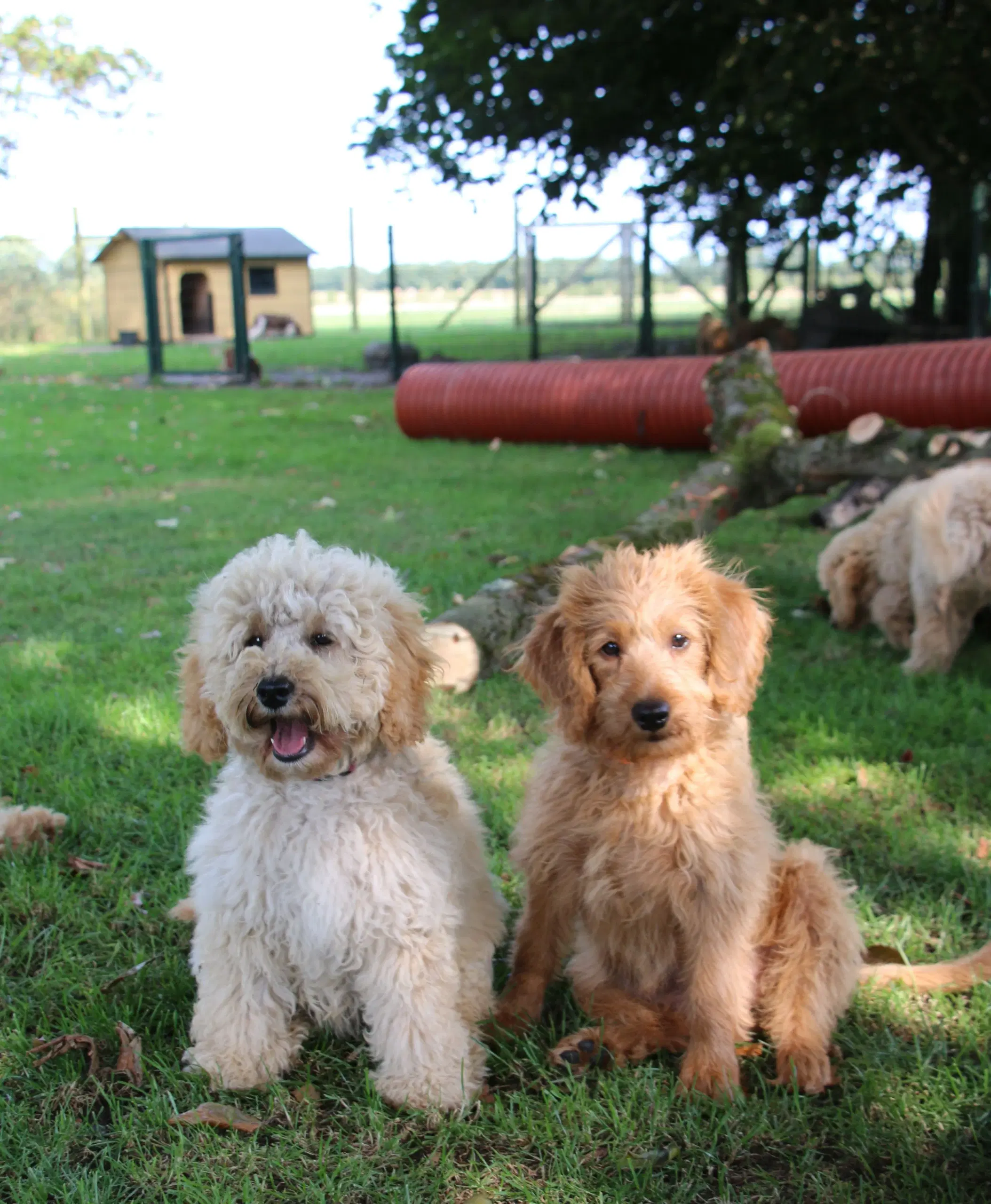 Goldendoodle Doodledoodle Cavapoo