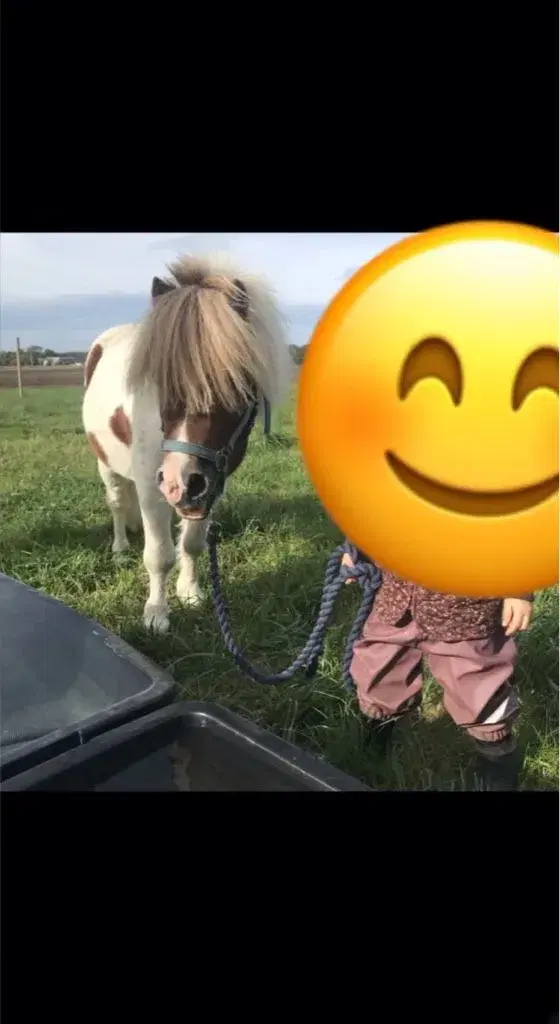 Lække pony