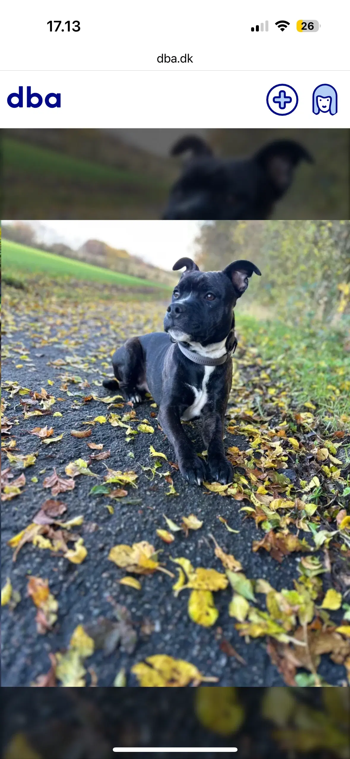 staffordshire bull terrier