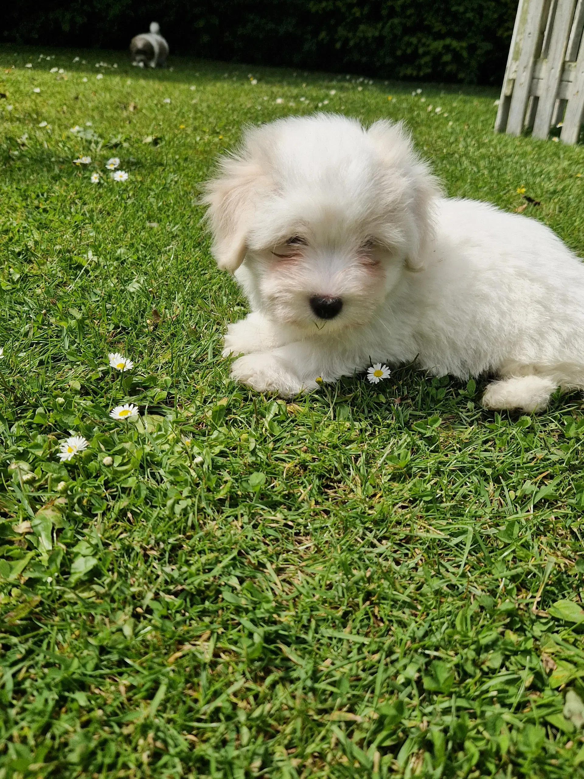 Coton de tulear