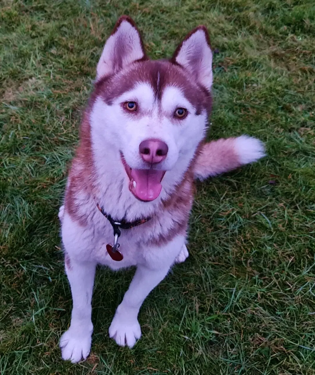 Dejlig husky pige søger nyt hjem