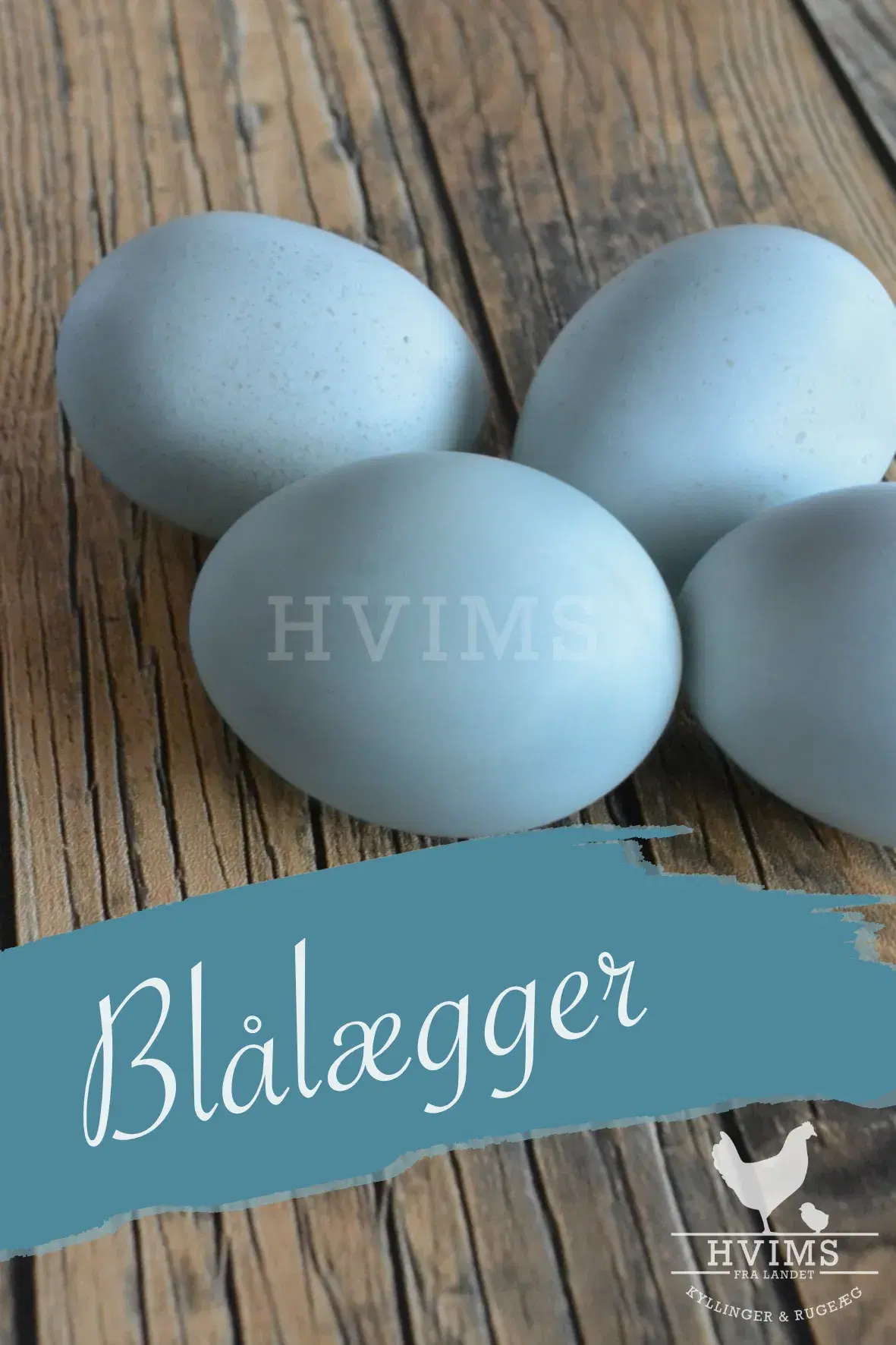 Blålægger Rugeæg