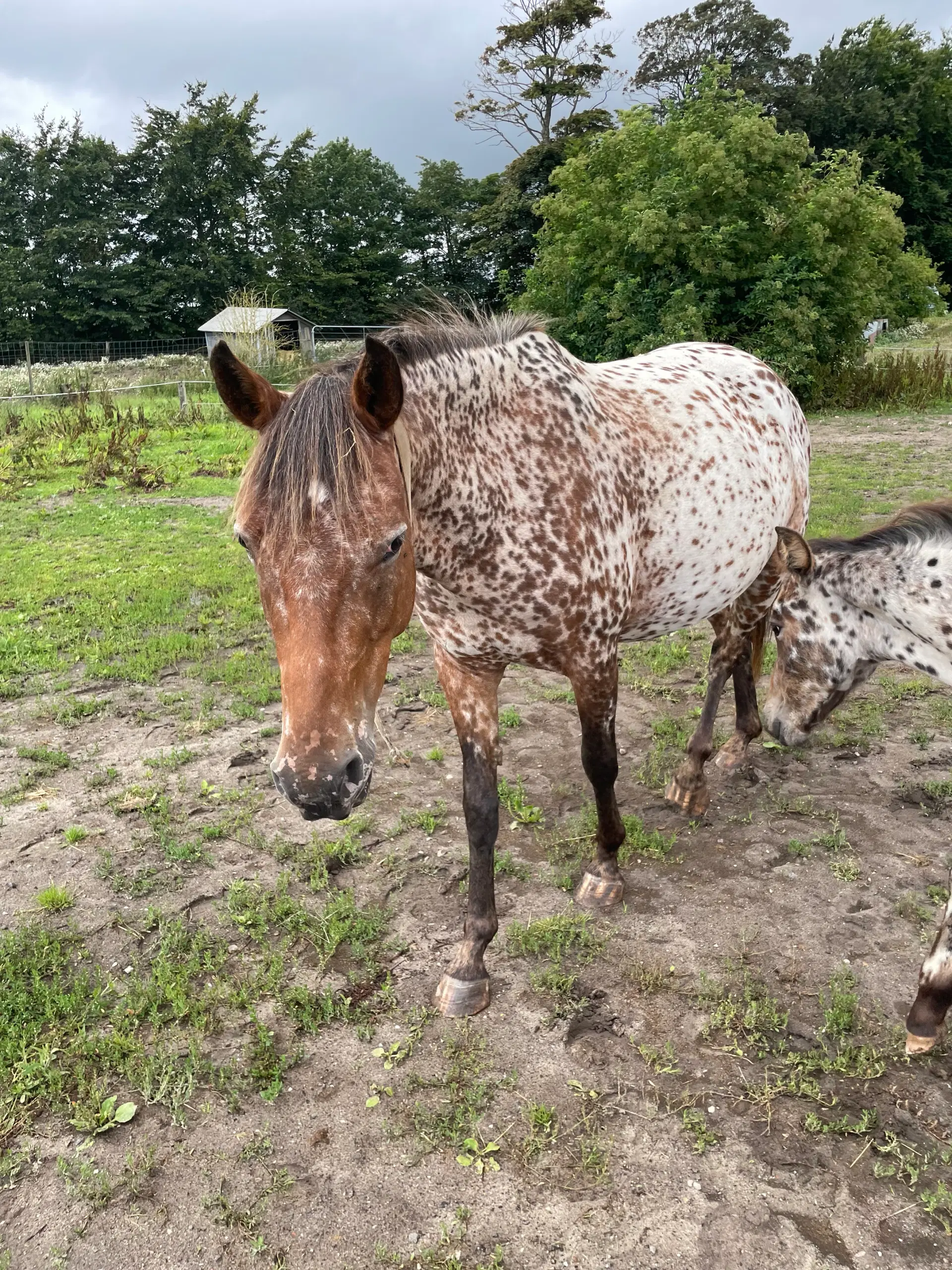 Knabstrupper pony føl