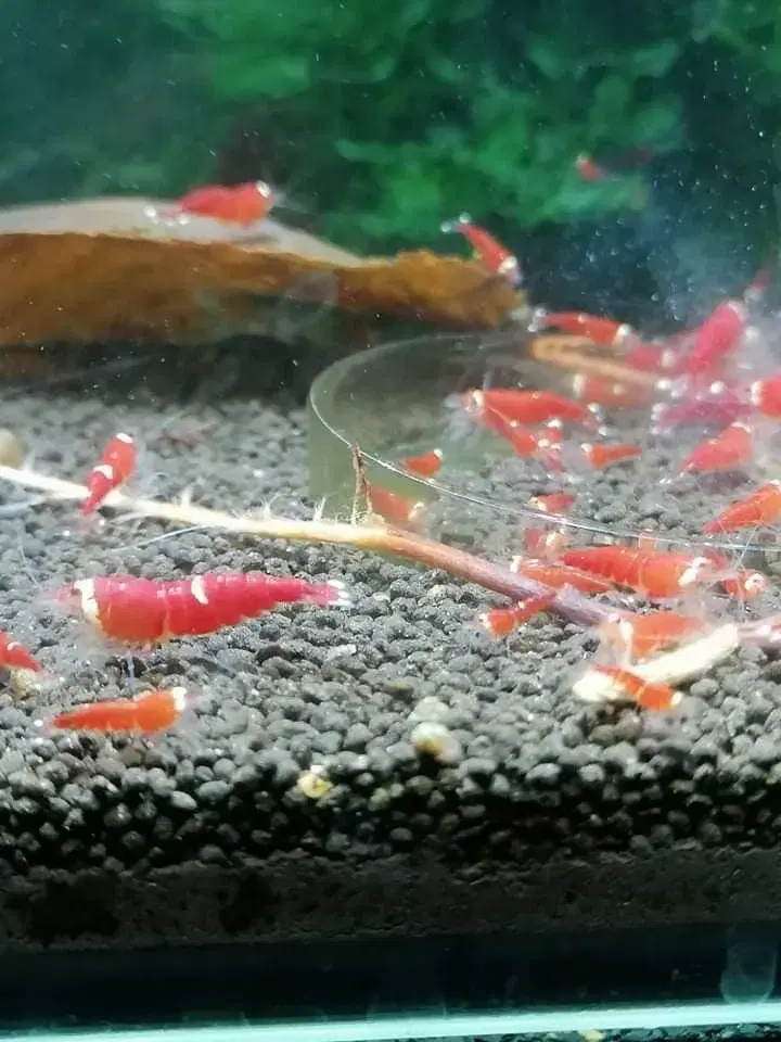 Caridina super crystal red