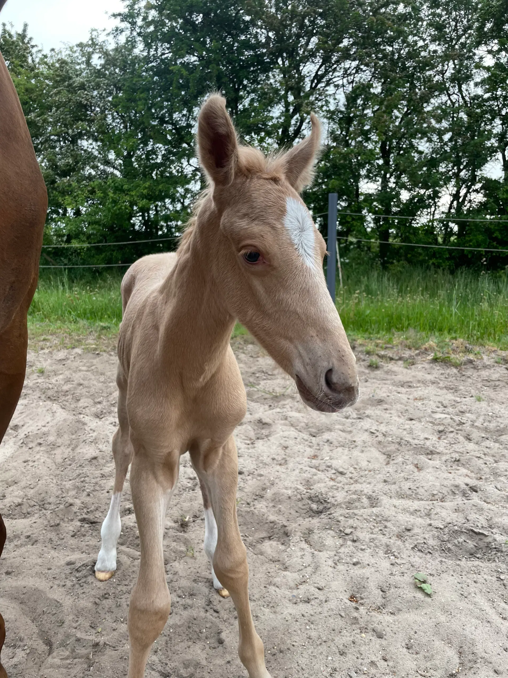 Palomino