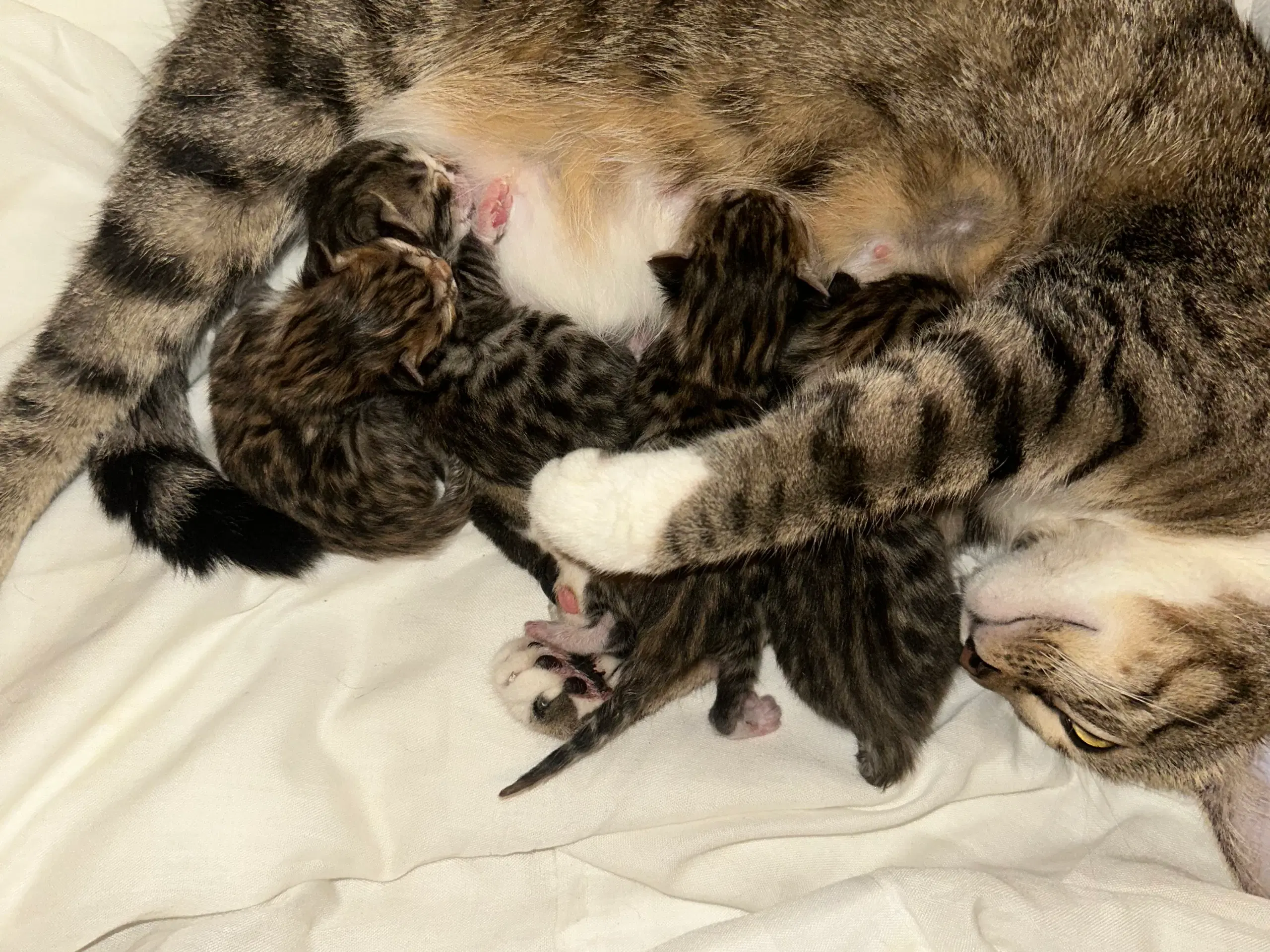 4 skønne bengal/huskat blandinger