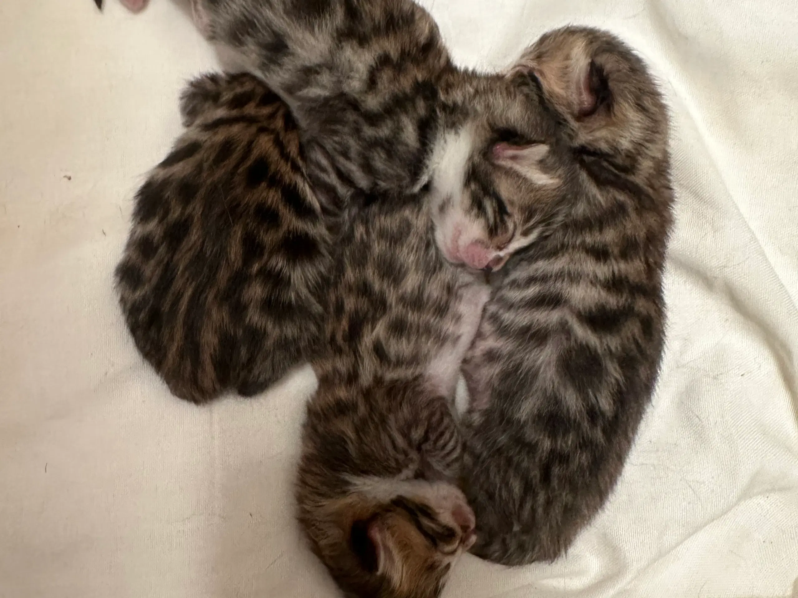 4 skønne bengal/huskat blandinger