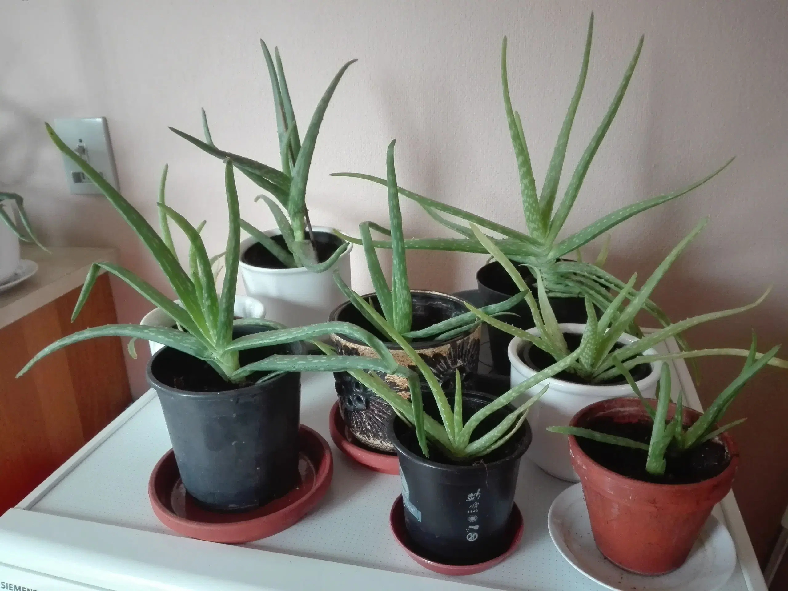 Aloe Vera stueplanter