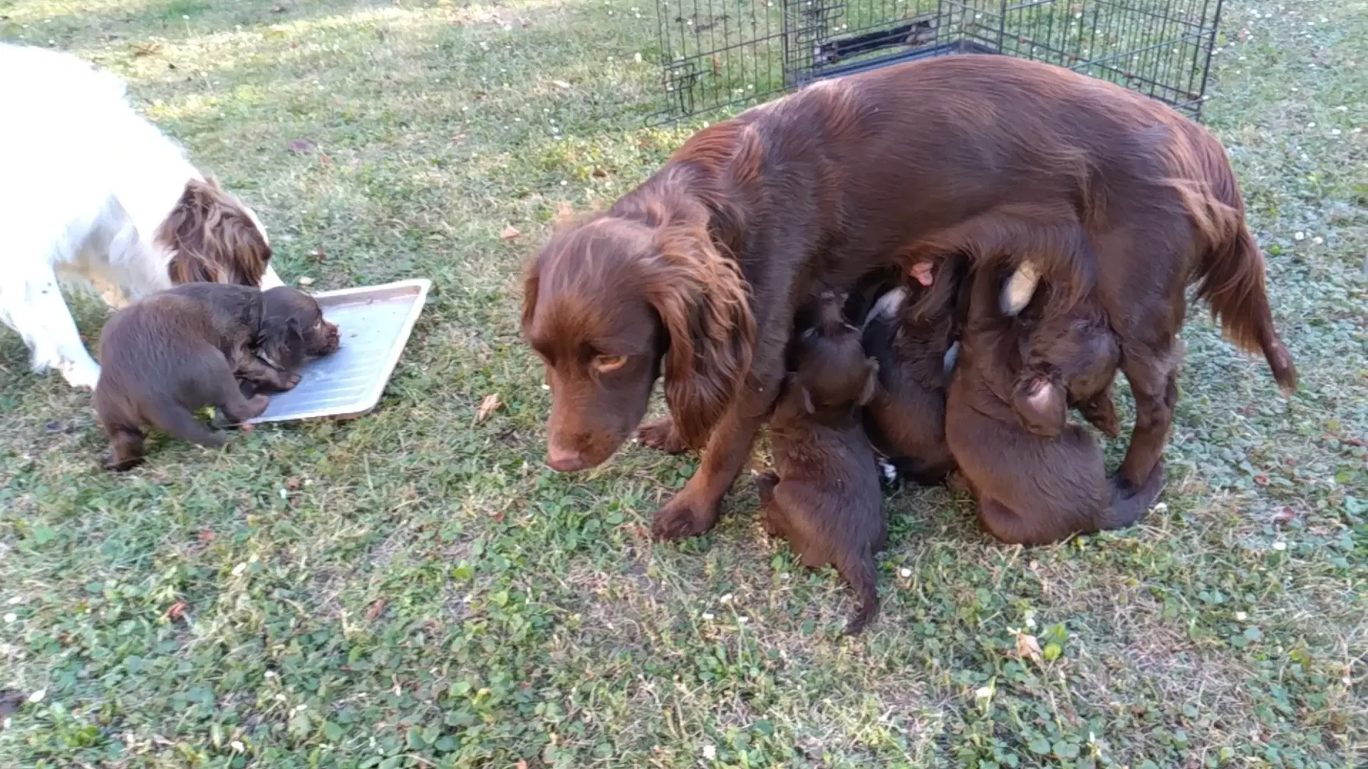 SPROCKER spaniel hvalpe