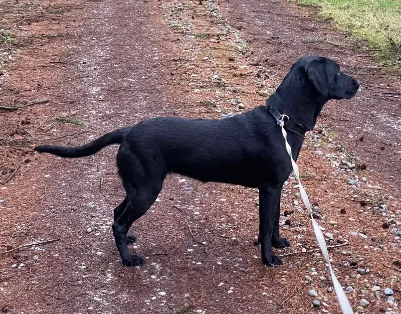 Lækre sorte labradorhvalpe