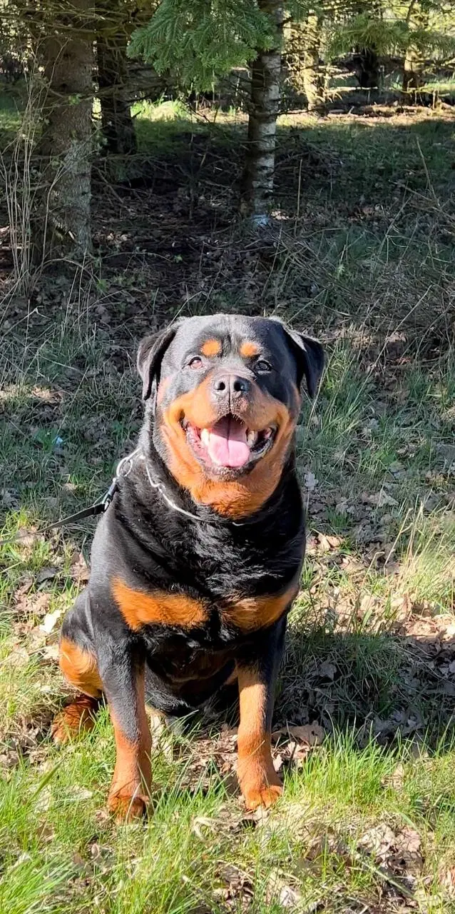 Rottweiler hvalpe