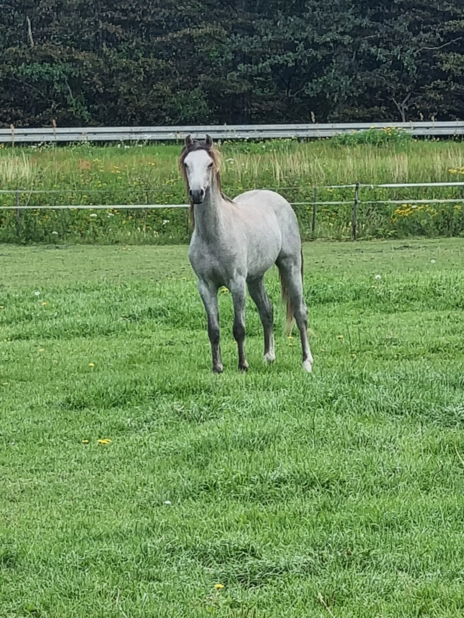 Welsh secB hingst