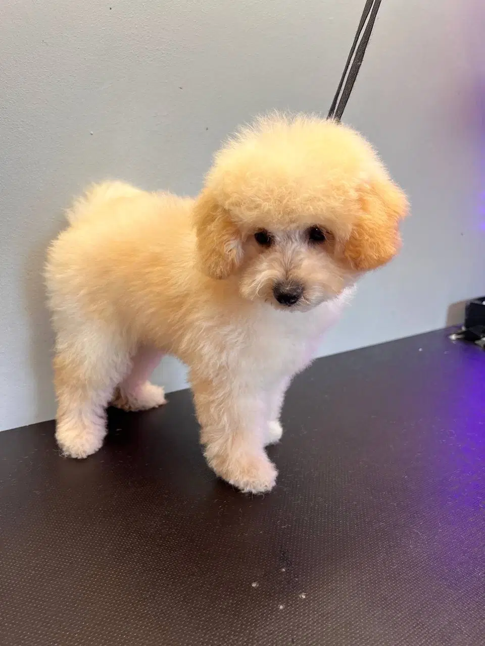 Maltipu maltipoo Hvalp apricot