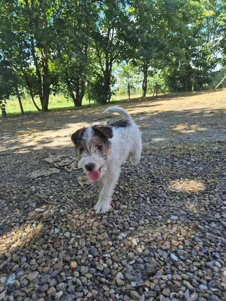 Foxterrier hvalpe 8 uger